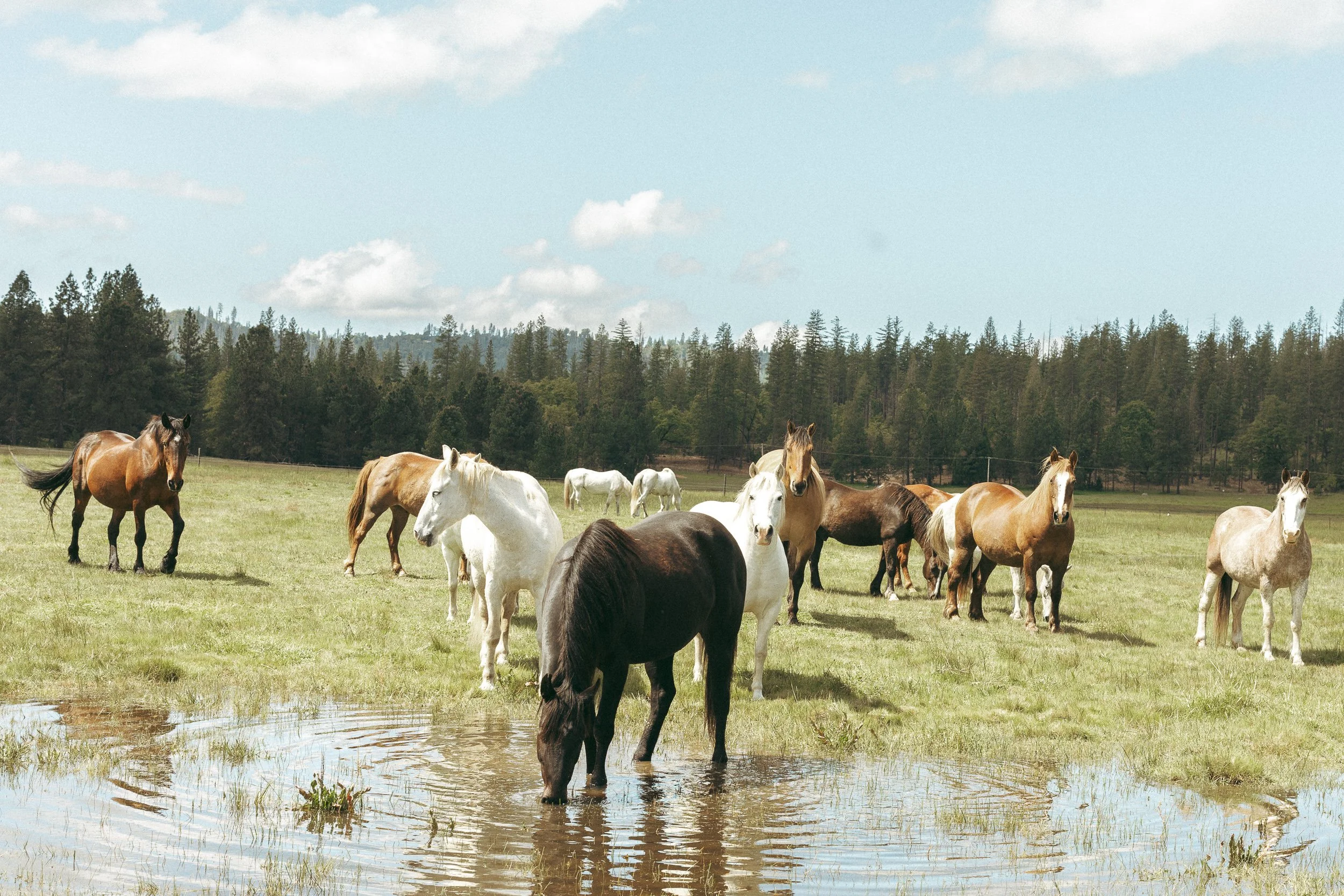 Firefall Ranch Styled Shoot 2. Jackie Cobar Photography. April 2026-2329.jpg