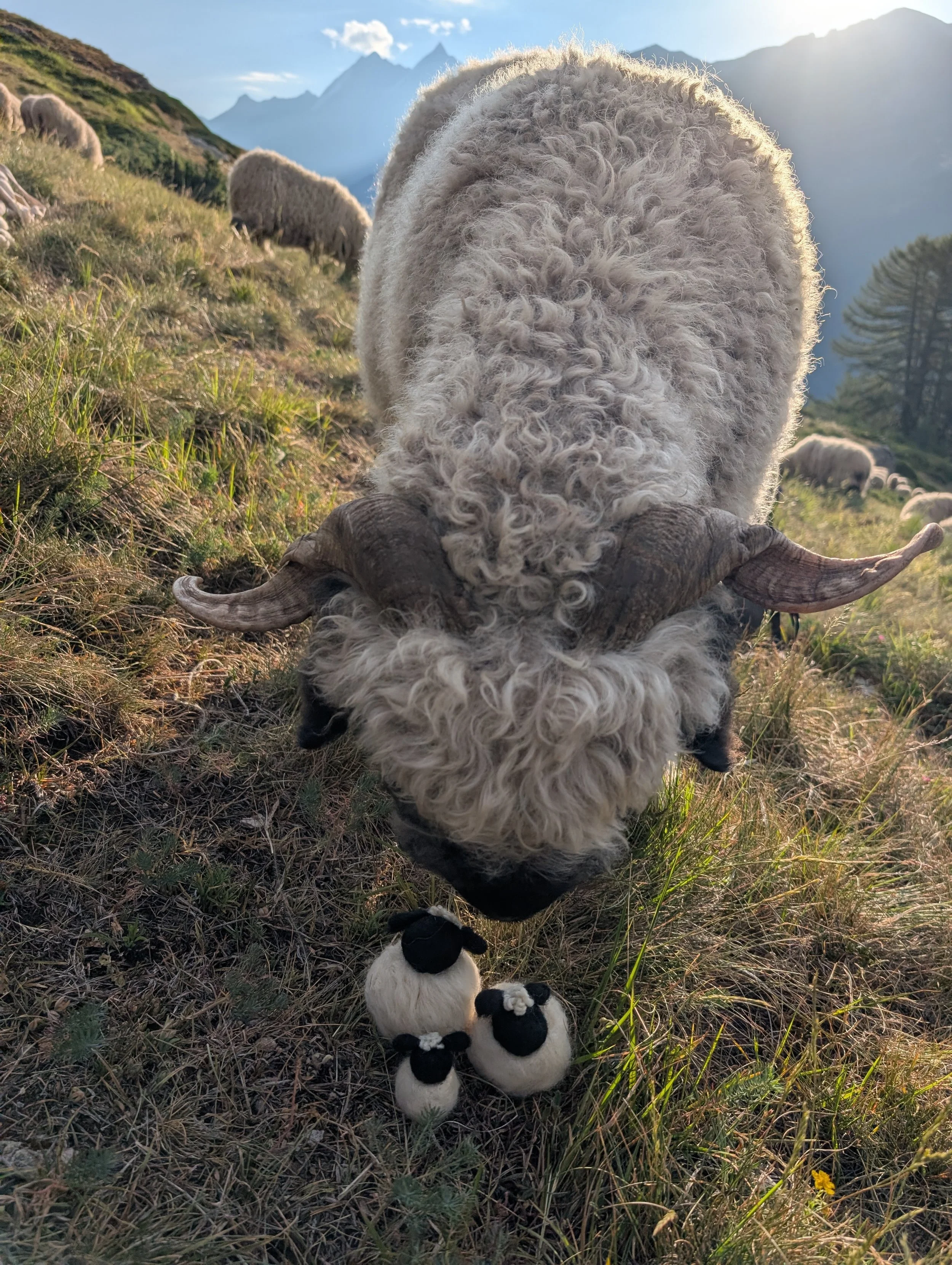 Chubby Sheep Family by Zermatt Light