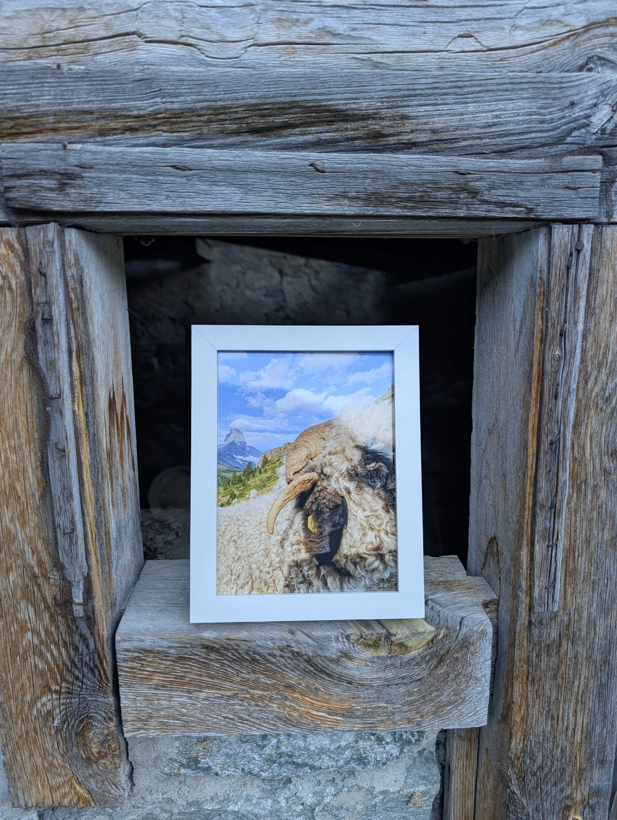 The Cutest Residents of Zermatt
