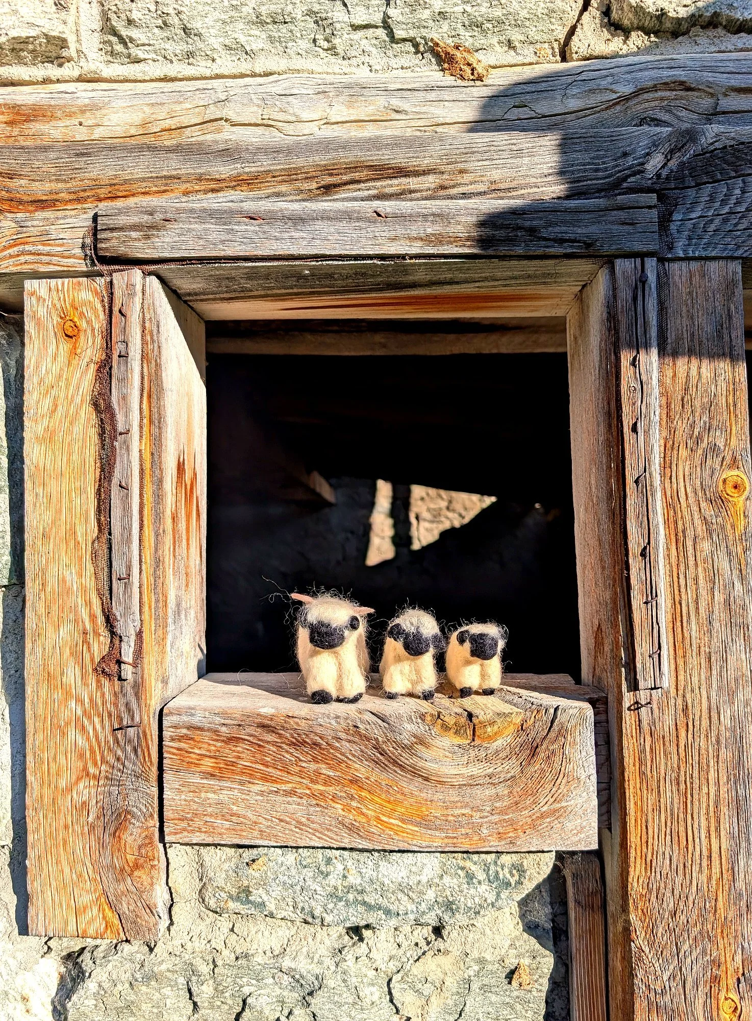 Blacknose Sheep Family by Zermatt Light