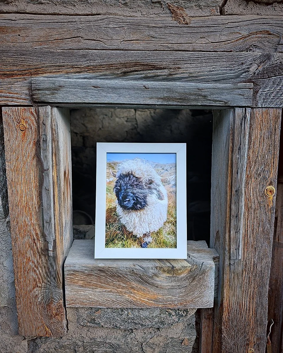 The Cutest Residents of Zermatt