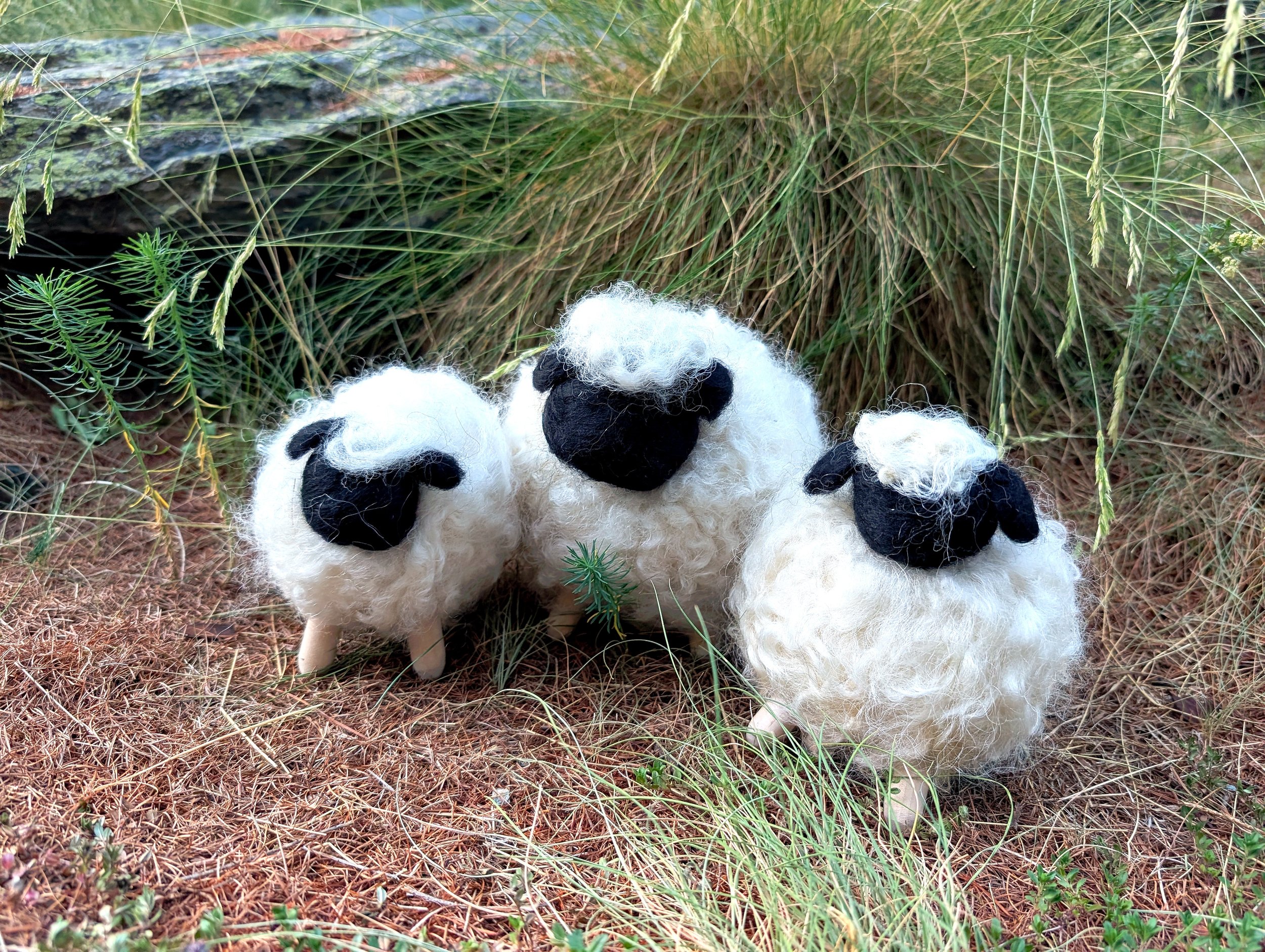 sheep_2_enhanced.jpg