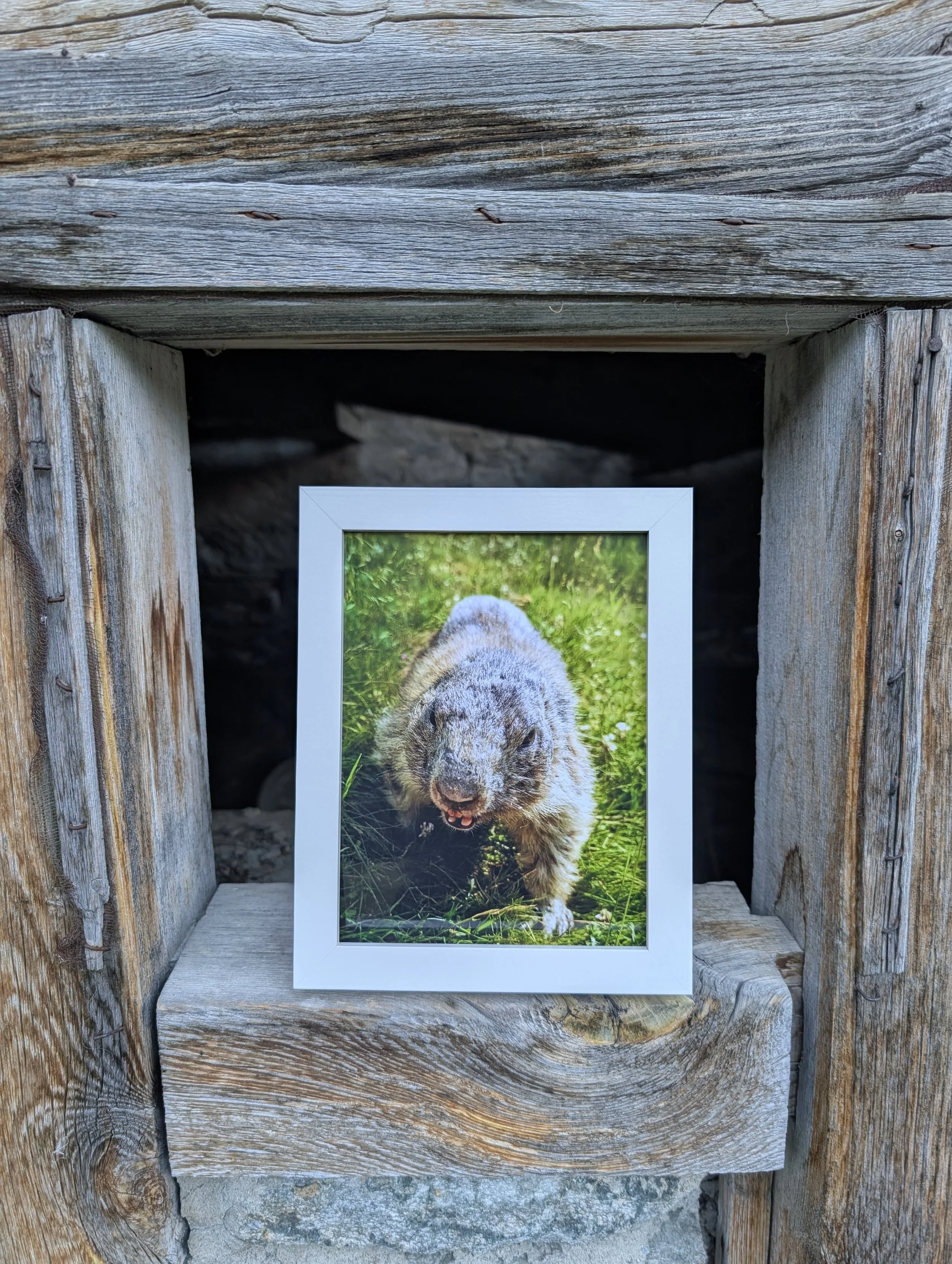 Marmots of the Alps
