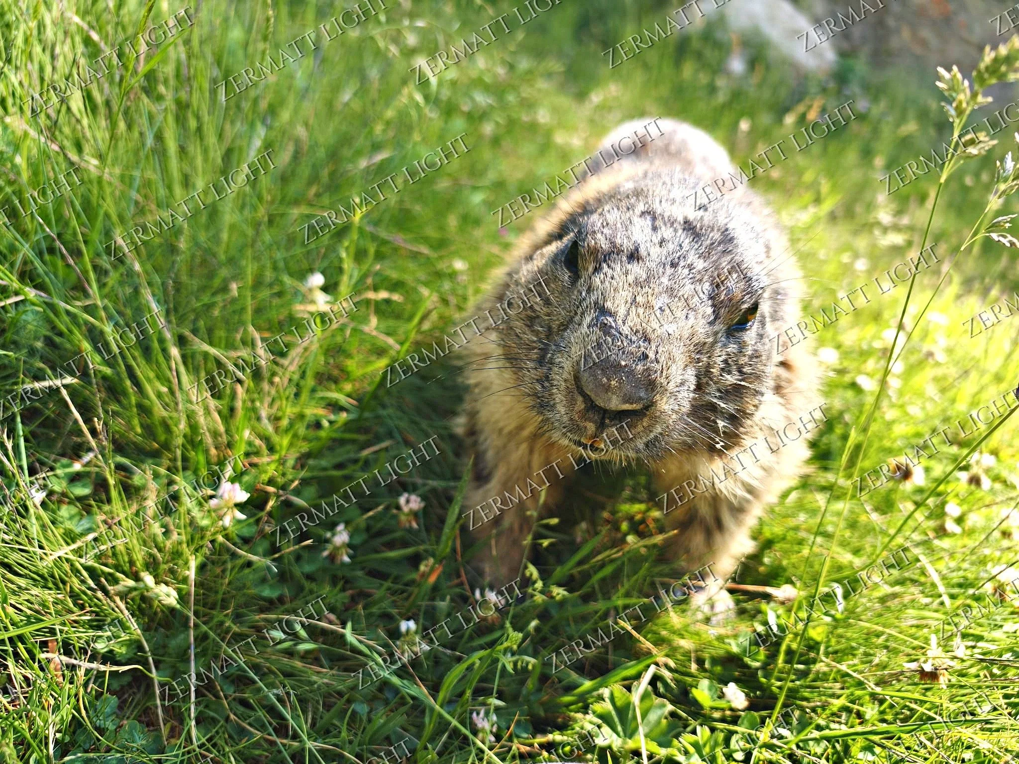 photo_wm_23_grass_portrait.jpg