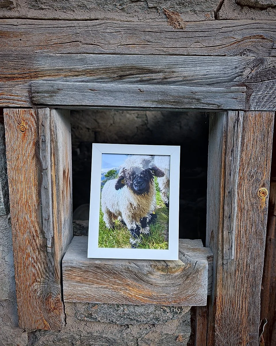 The Cutest Residents of Zermatt