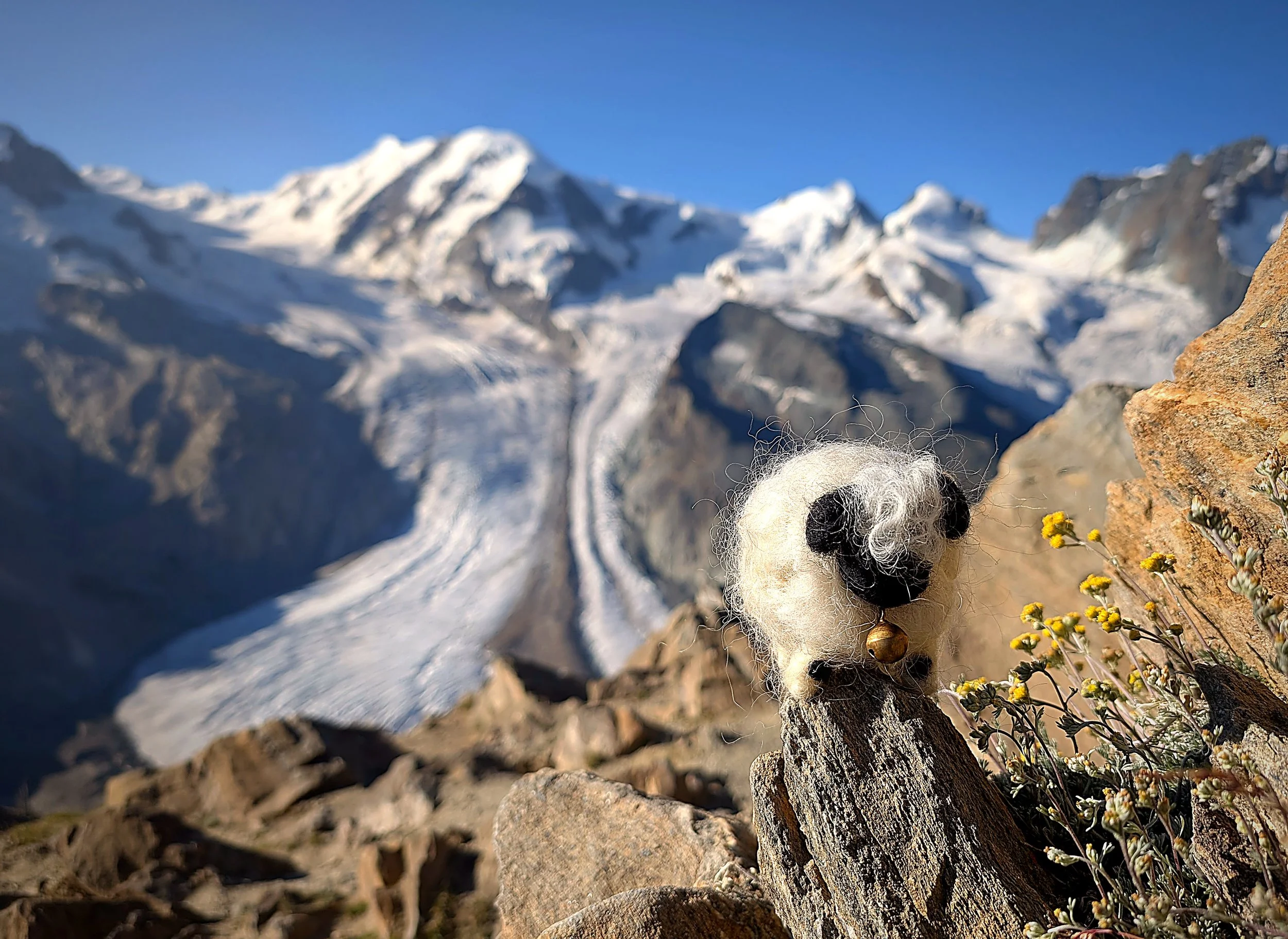 zermatt_light_edit_09_flowers_rock_glacier.jpg