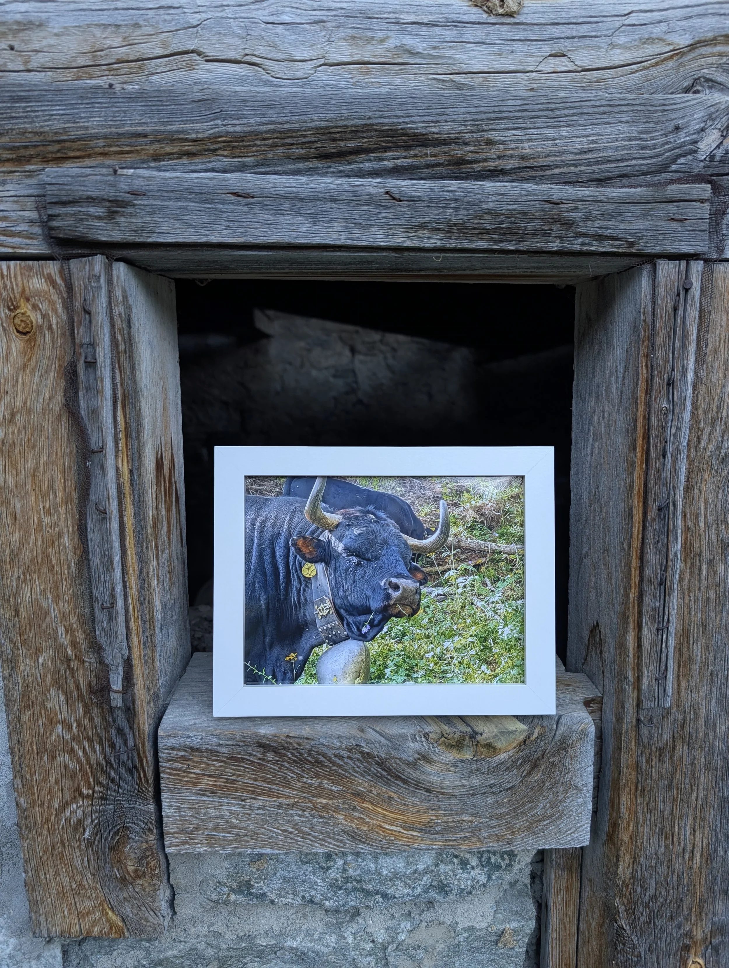 Black Cows of the Valais