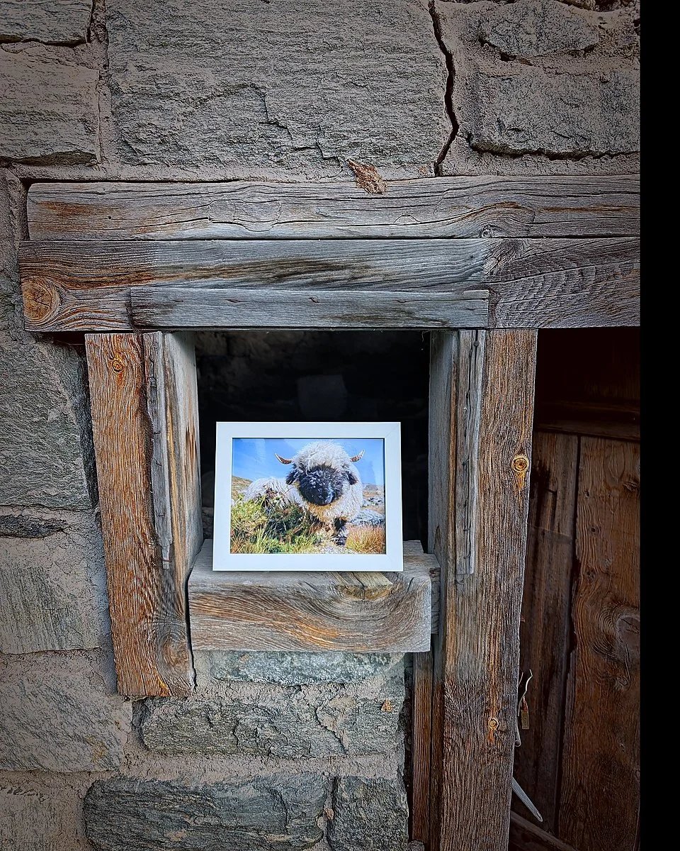 print_horned_sheep_portrait.jpg