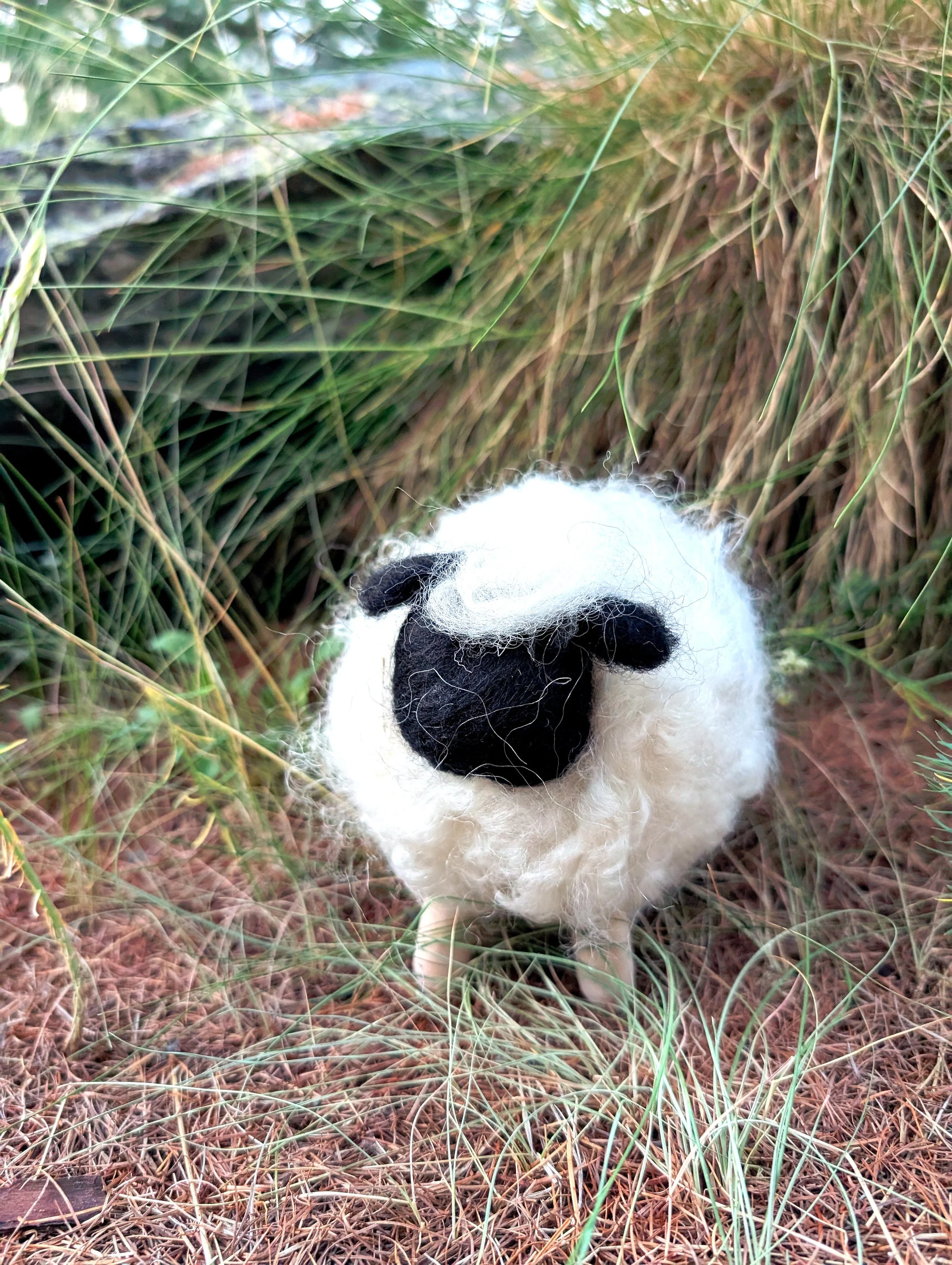 sheep_1_enhanced.jpg