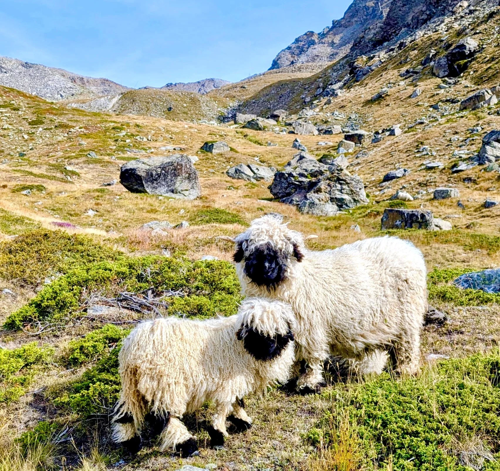 Three blacknose sheep with woolly white and black faces standing on a grassy hillside with rocks, mountains, and a clear blue sky in the background. Zermatt.