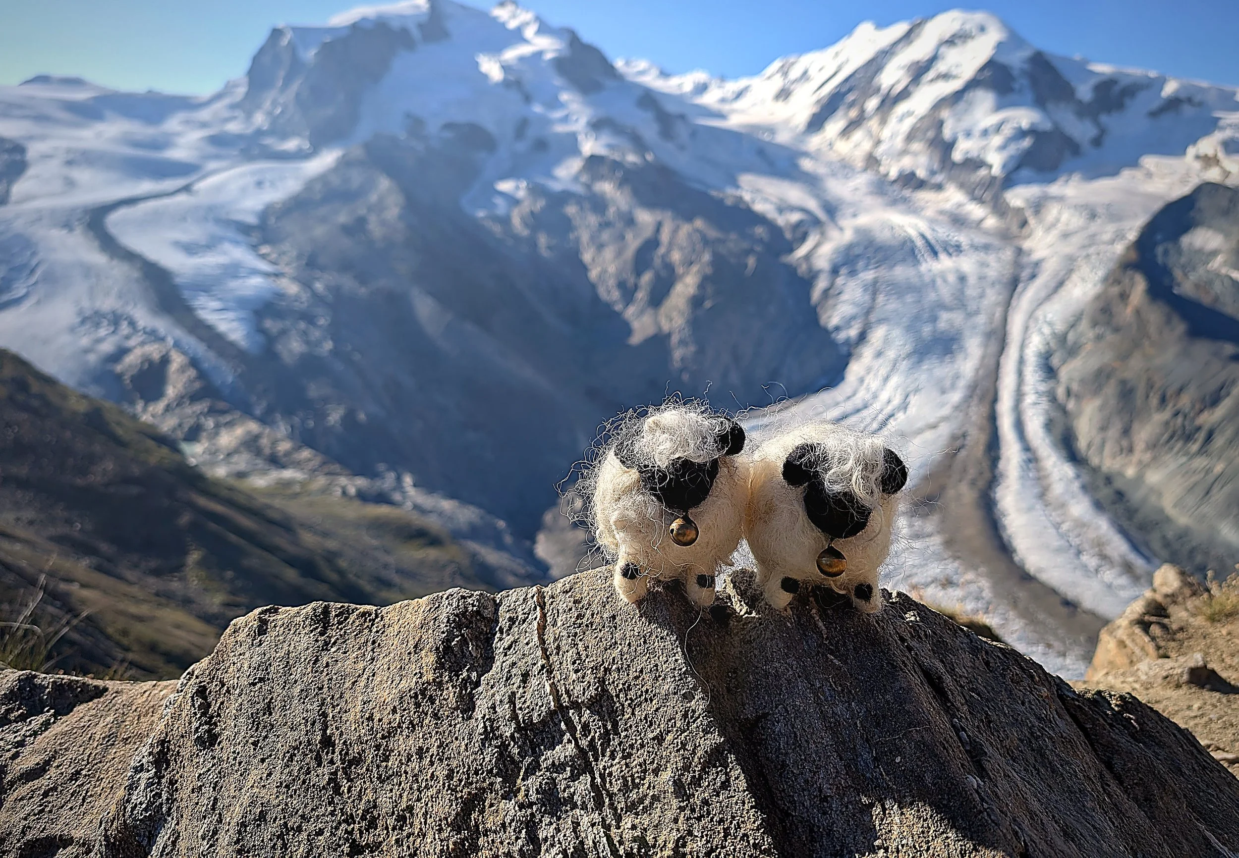 zermatt_light_edit_03_two_sheep_glacier.jpg