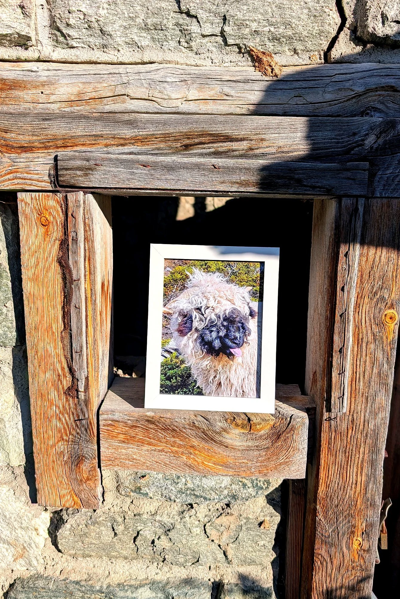 The Cutest Residents of Zermatt