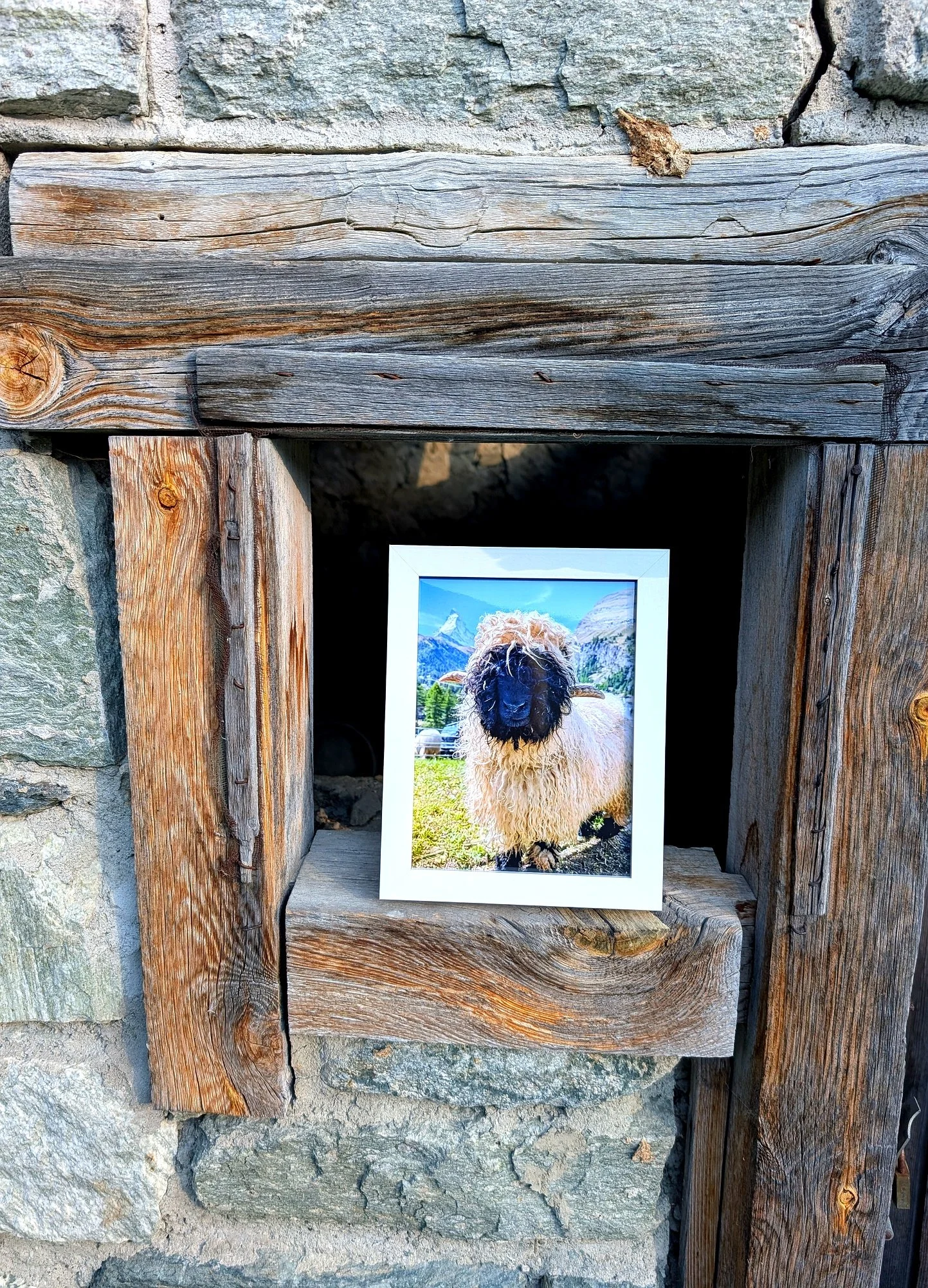 zermatt-light-matterhorn-sheep-portrait-v2.jpg