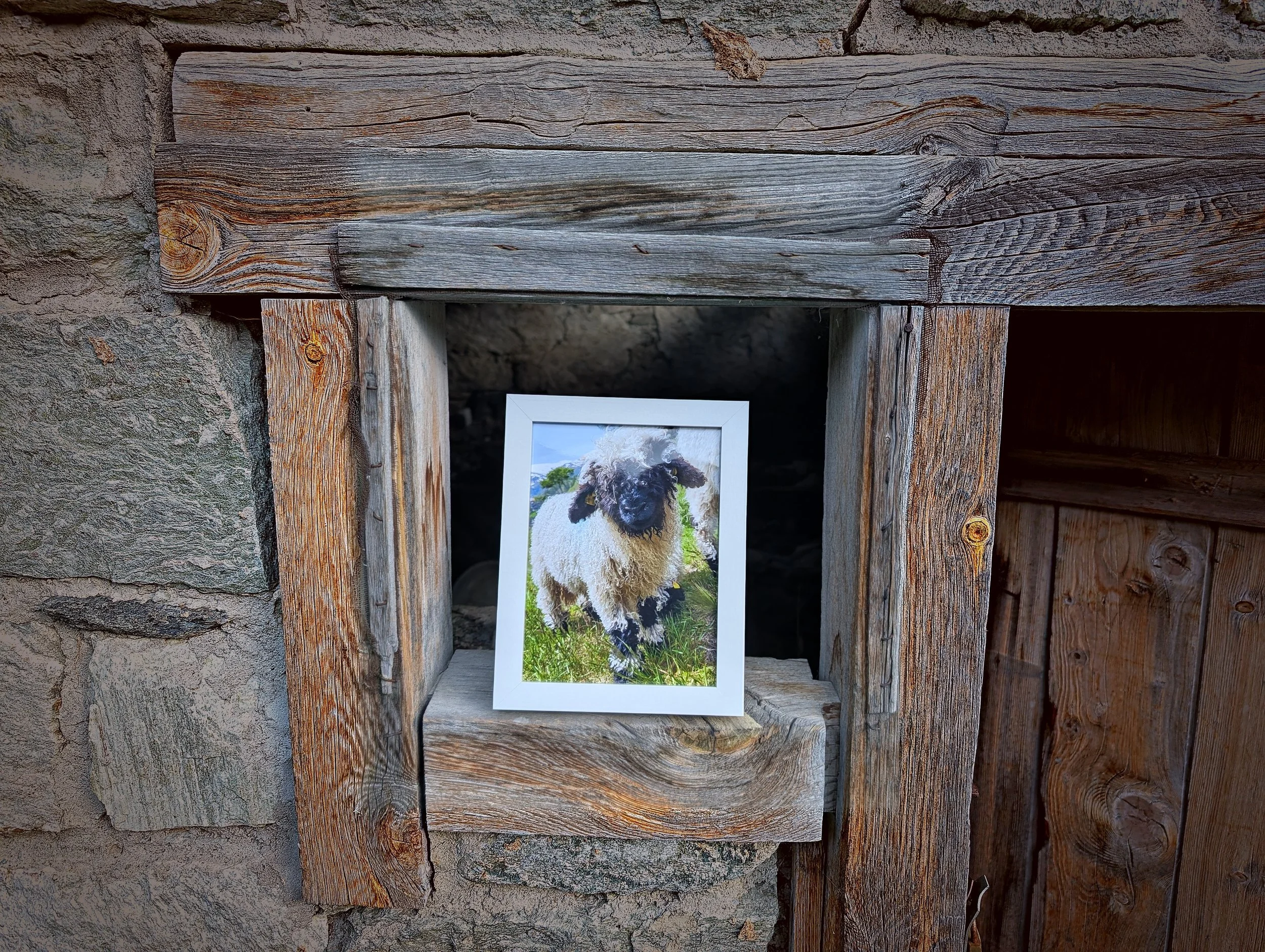 print_lamb_hero.jpg
