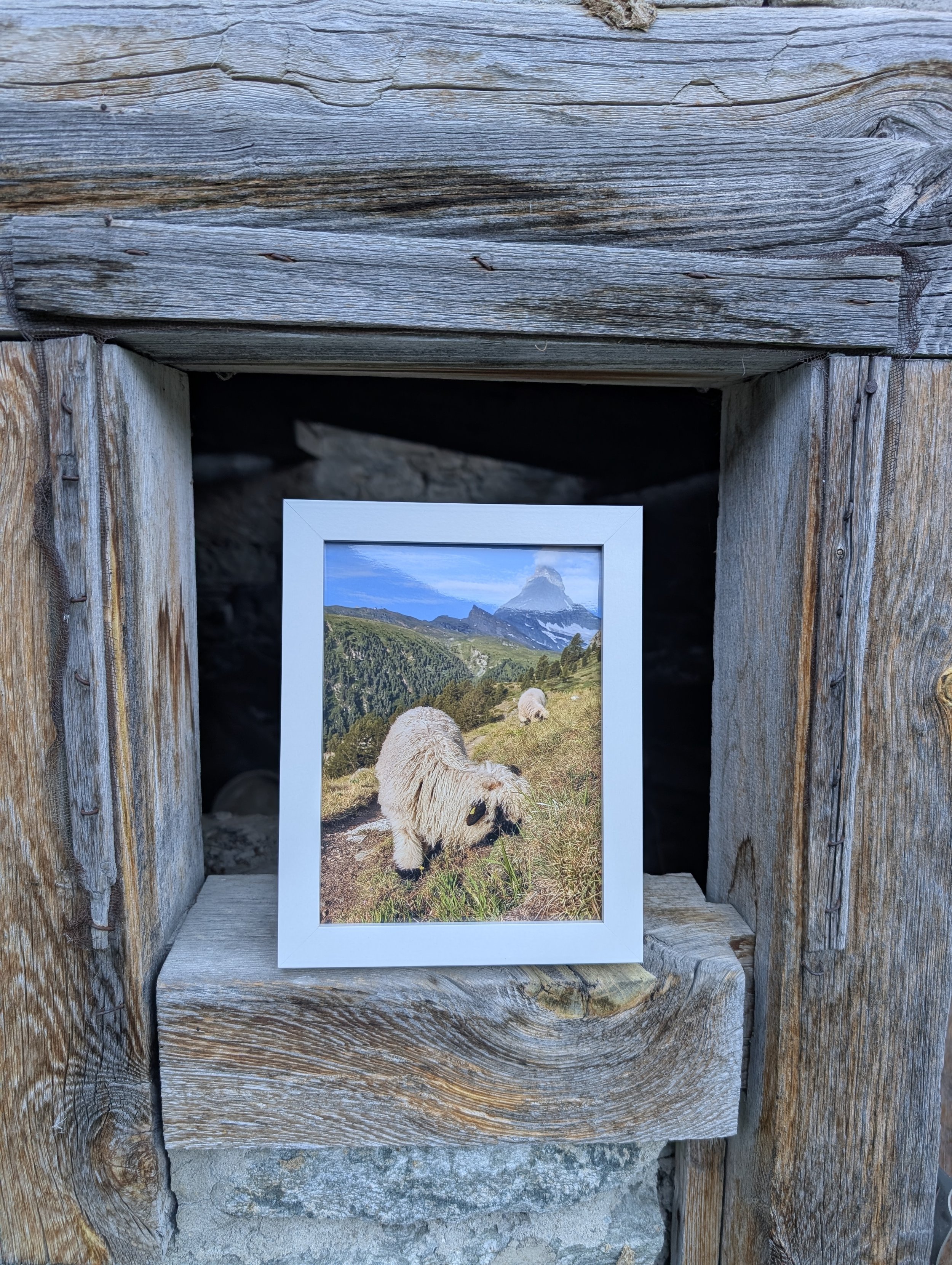 The Cutest Residents of Zermatt