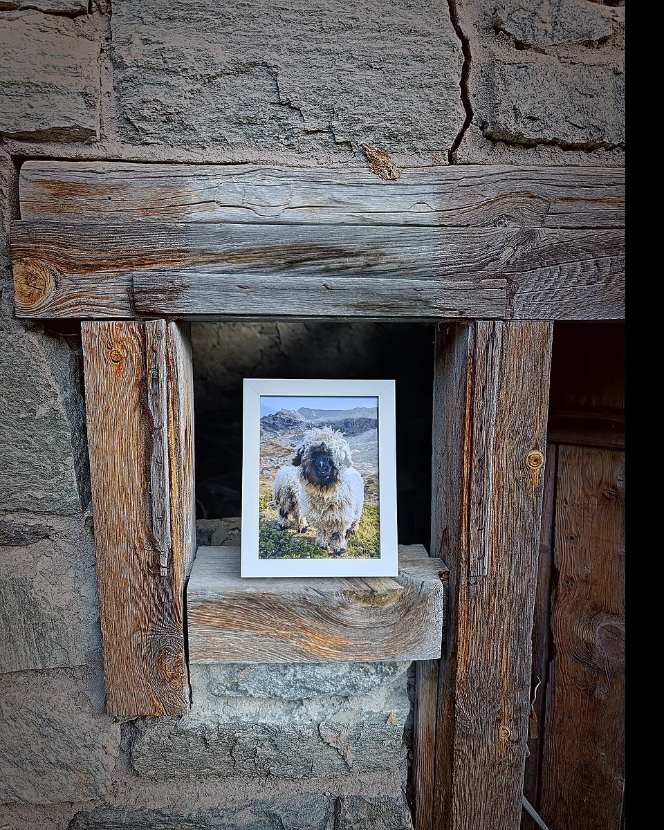 print_sheep_photo_portrait.jpg