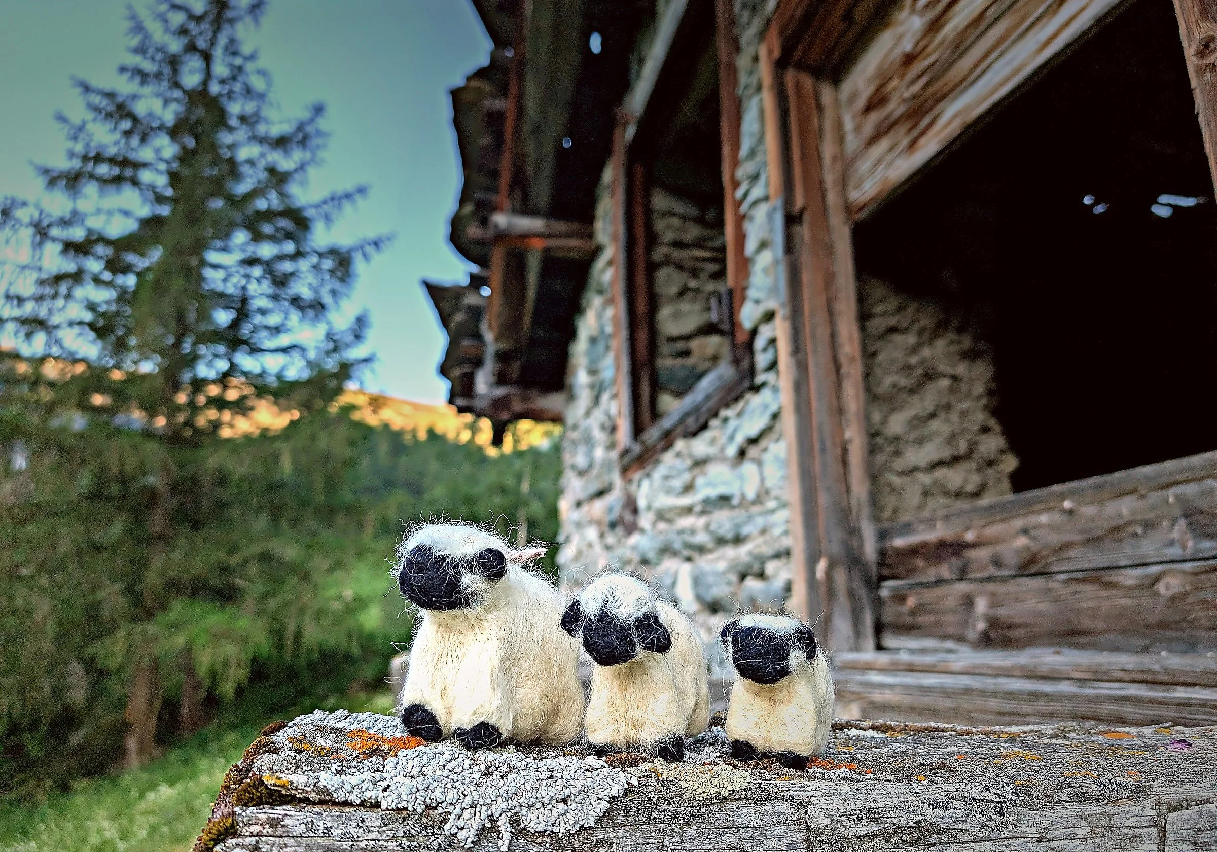 sheep_close_webshop.jpg