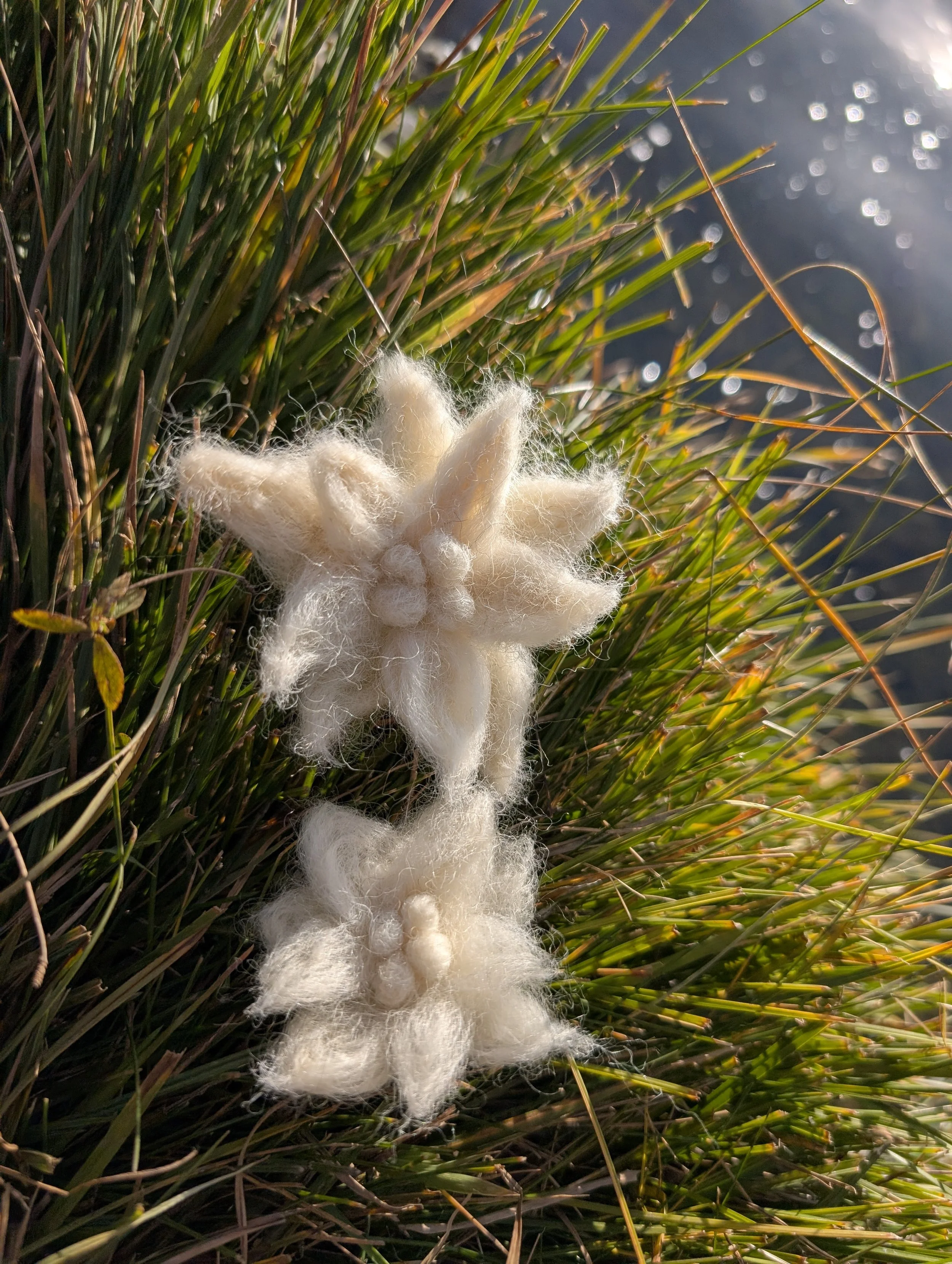 Edelweiss - Switzerland's alpine star