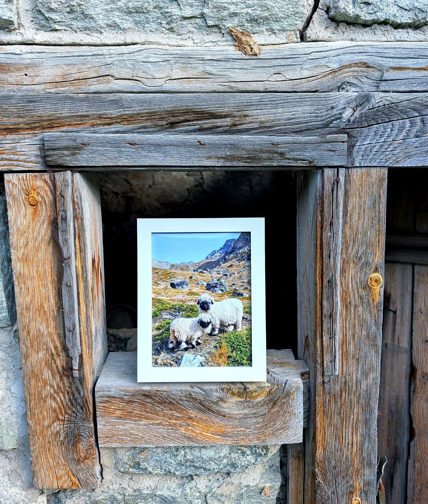 The Cutest Residents of Zermatt