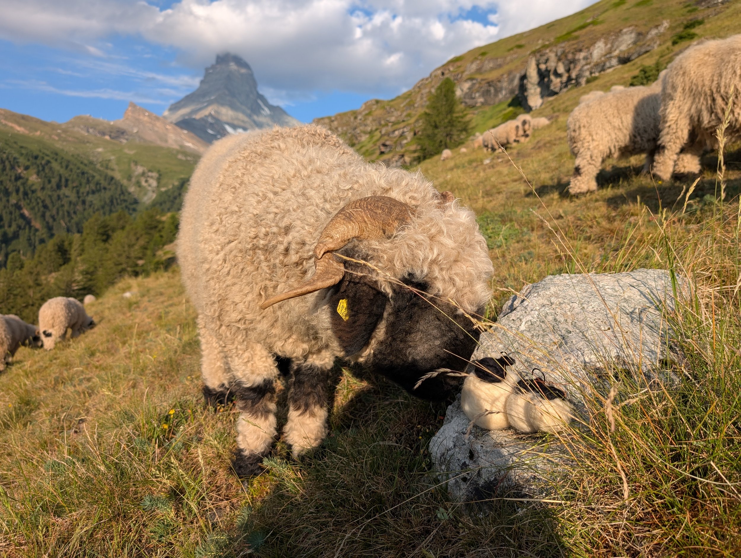 Hanging Chubby Sheep (Christmas ornament) by Zermatt Light