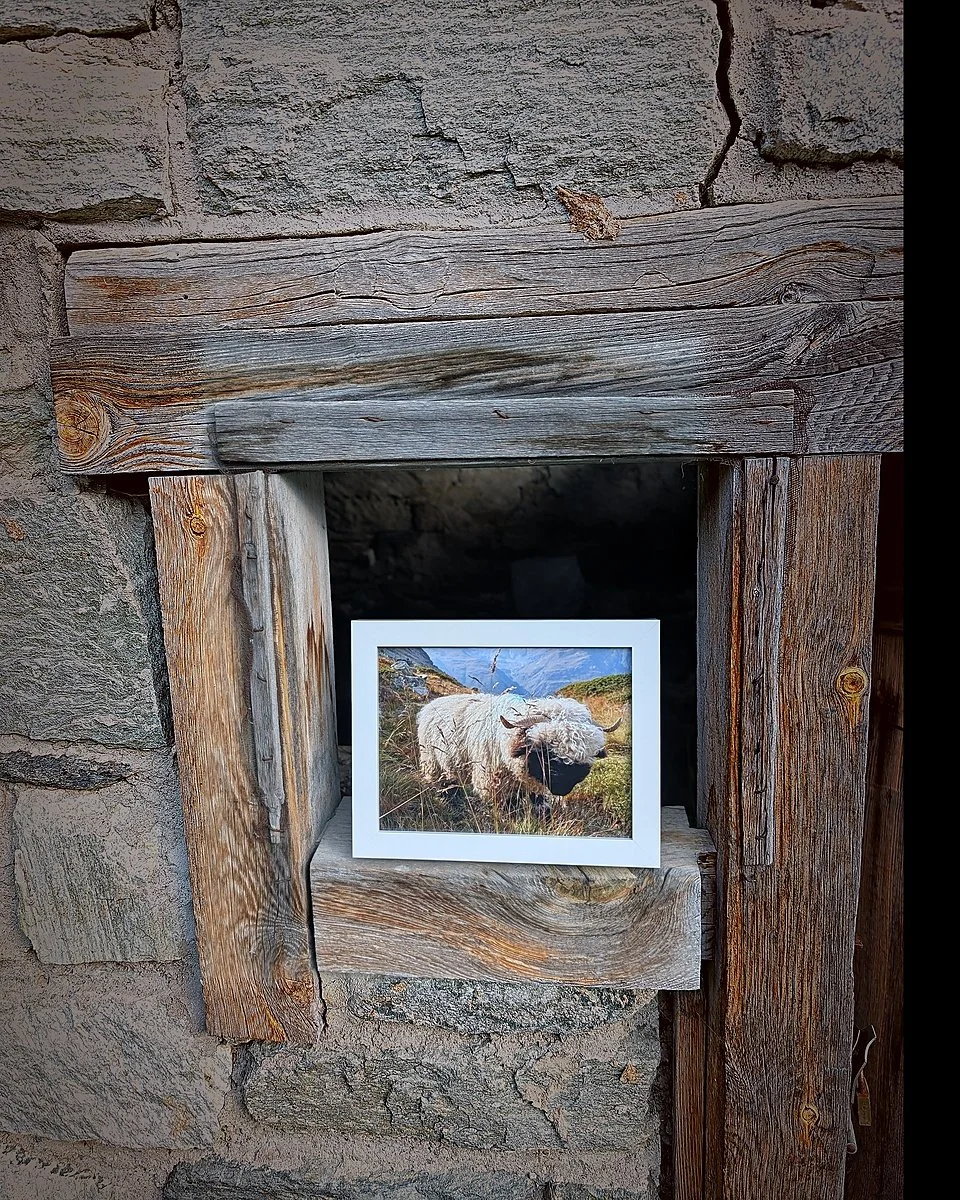 print_grazing_ram_portrait.jpg