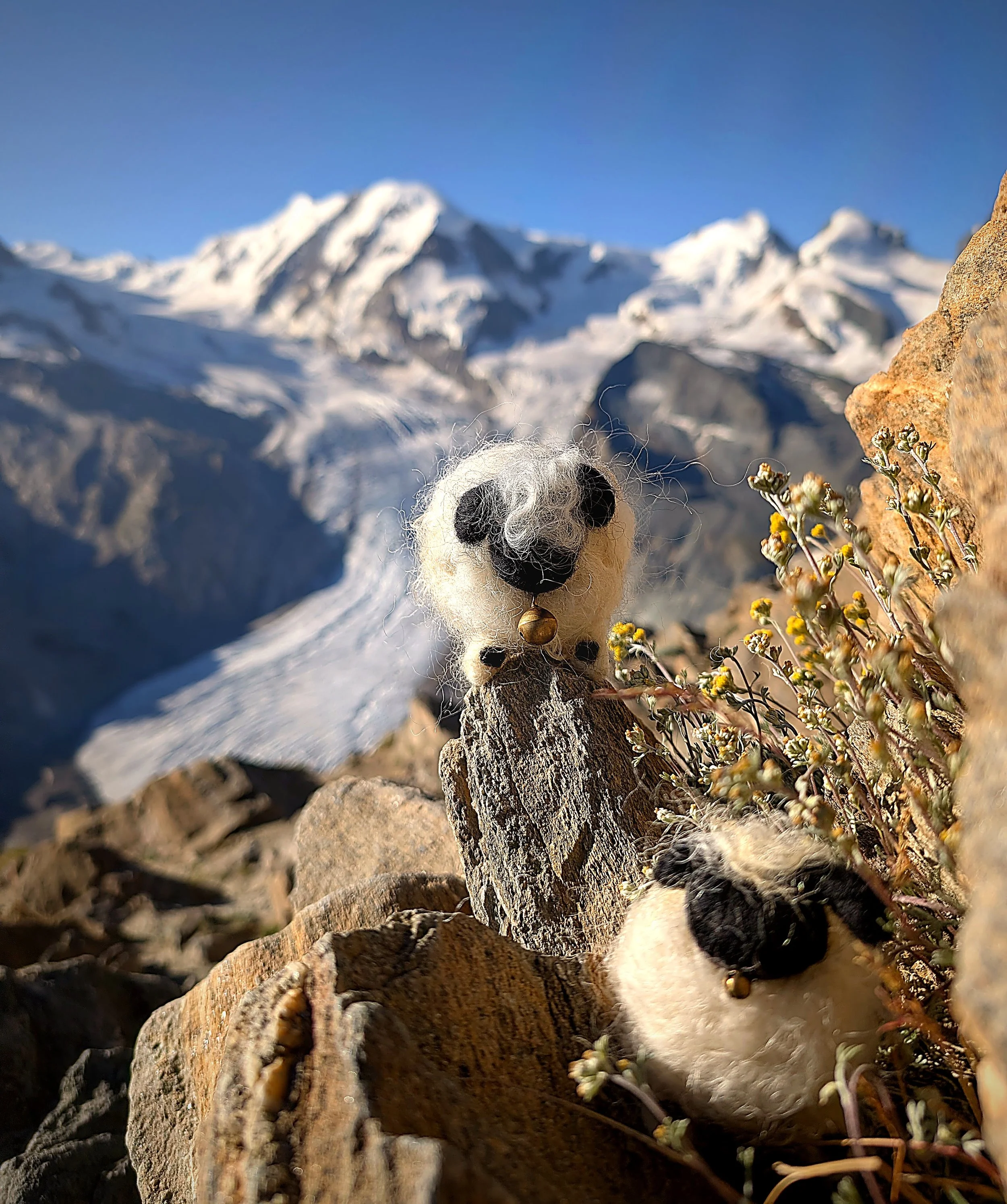 zermatt_light_edit_11_two_sheep_flowers.jpg