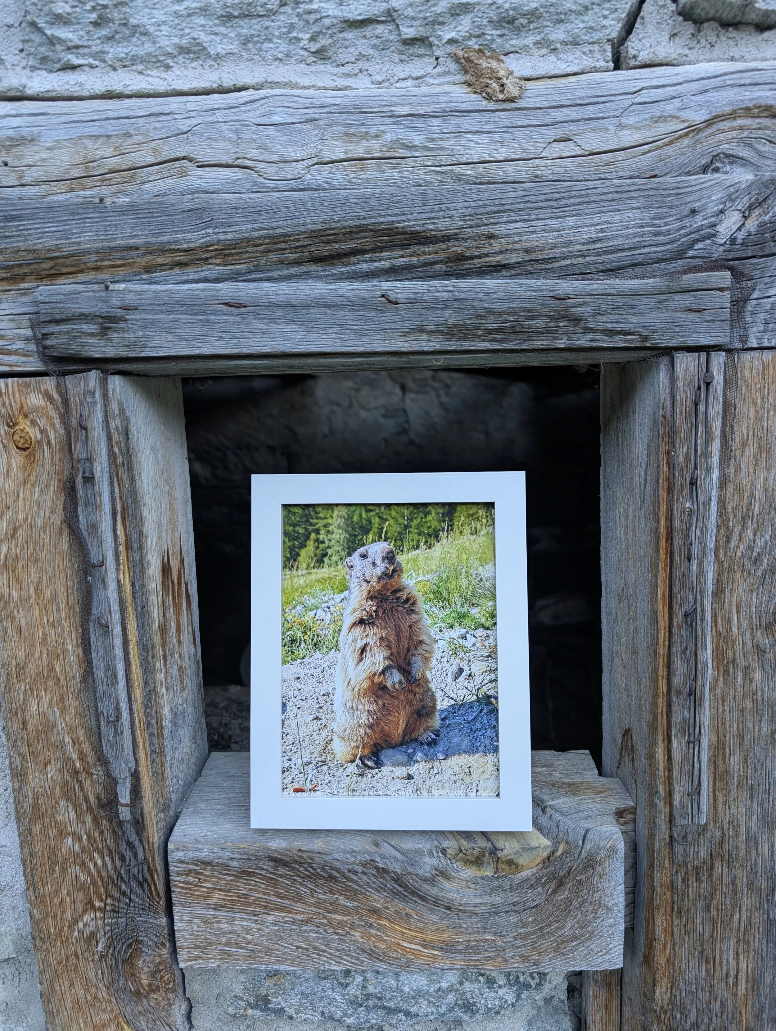 Marmots of the Alps