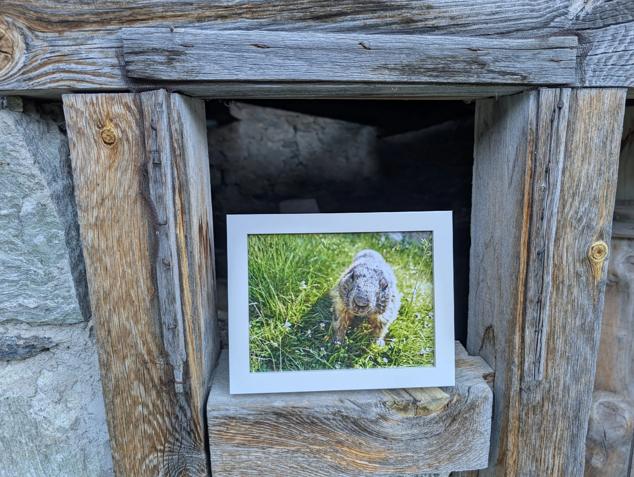 Marmots of the Alps