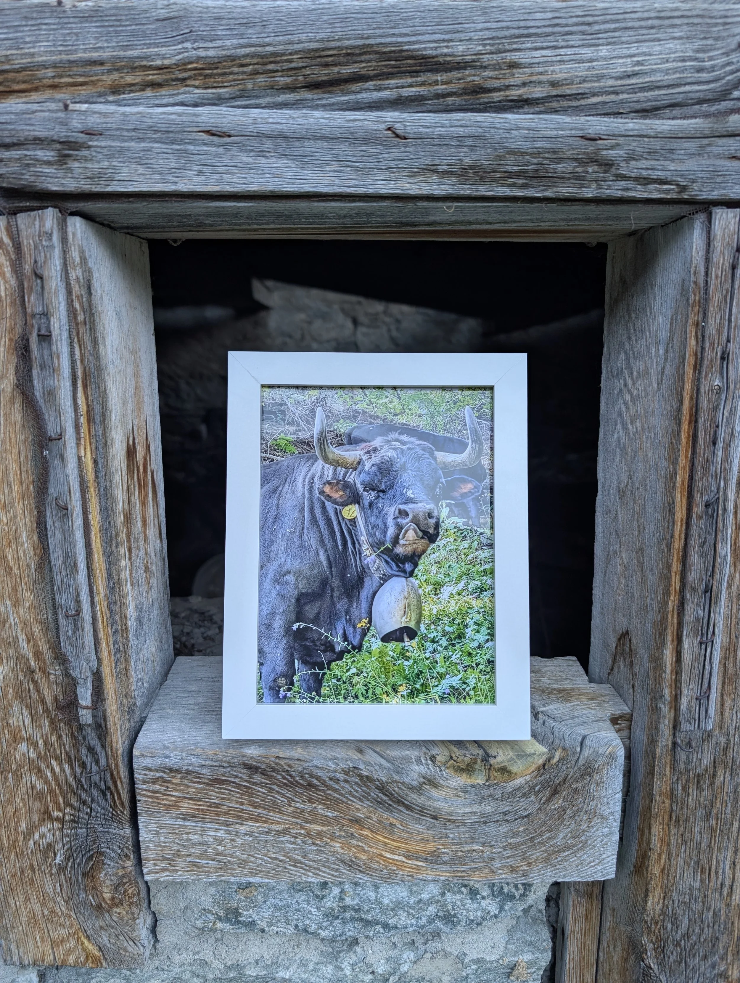 Black Cows of the Valais