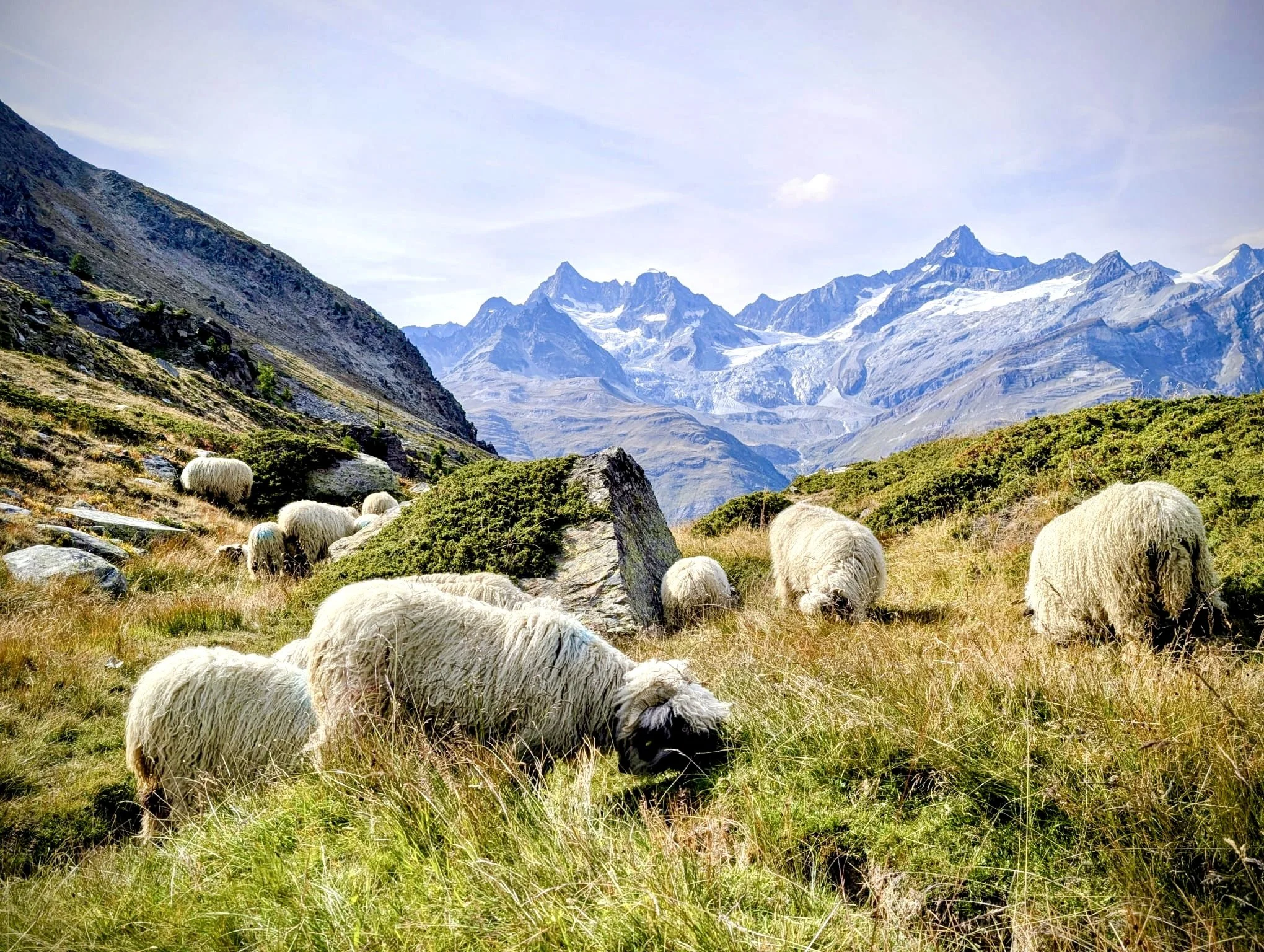 Blacknose sheep grazing on a grassy hillside with mountains in the background and a partly cloudy sky on a summer day in Zermatt.