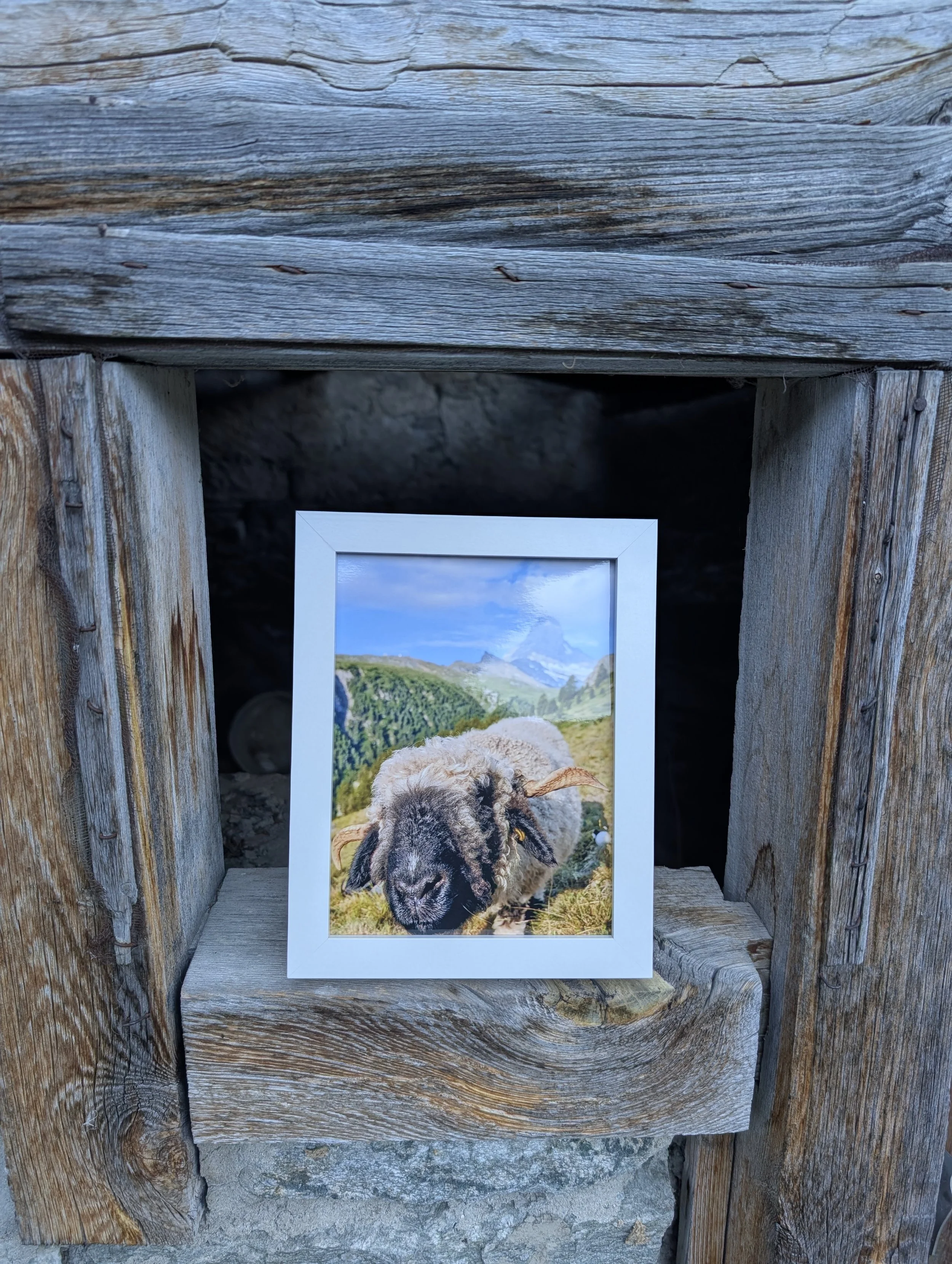 The Cutest Residents of Zermatt