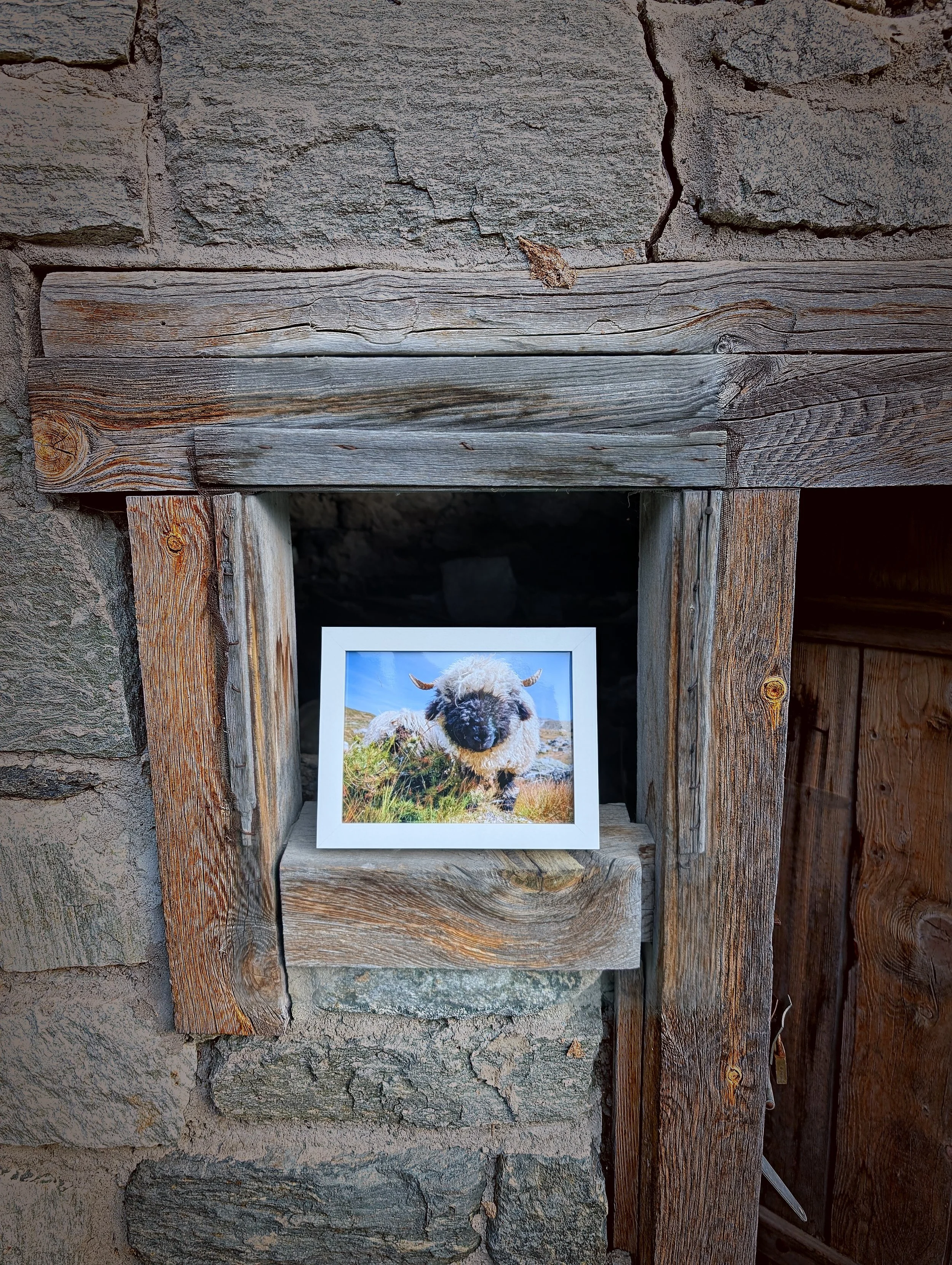 The Cutest Residents of Zermatt