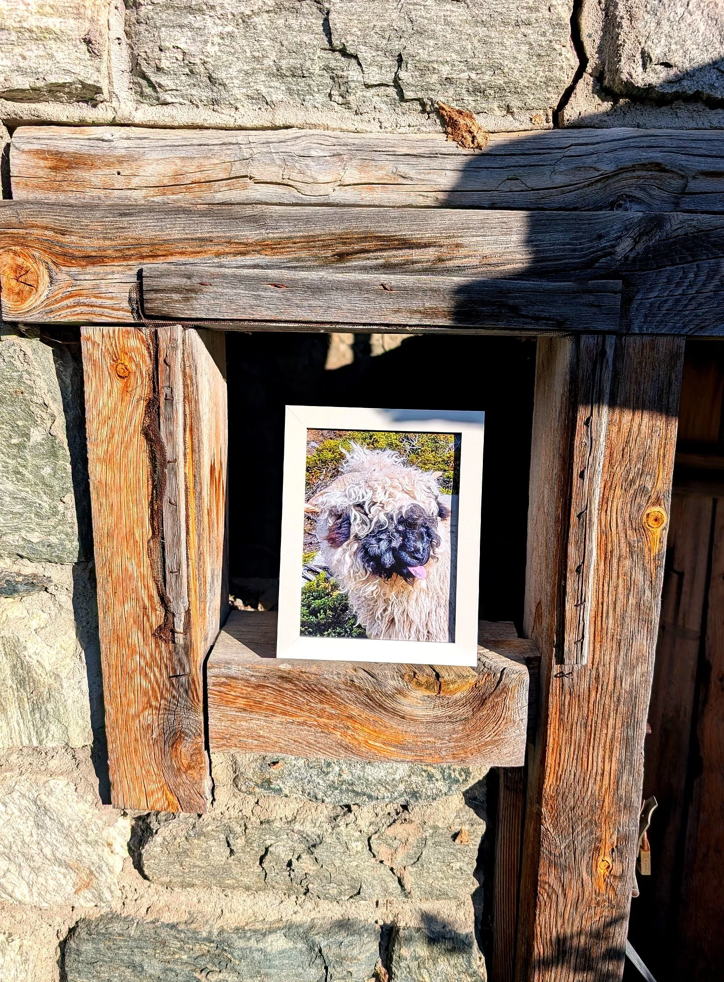 zermatt-light-tongue-sheep-portrait.jpg