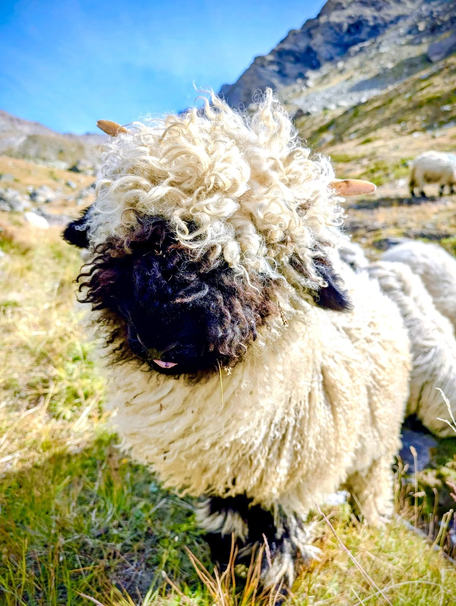 Close-up of a fluffy, white blacknose sheep with black face and ears, standing on green grass with rocky mountains in the background, under a clear blue sky. Zermatt, Matterhorn.