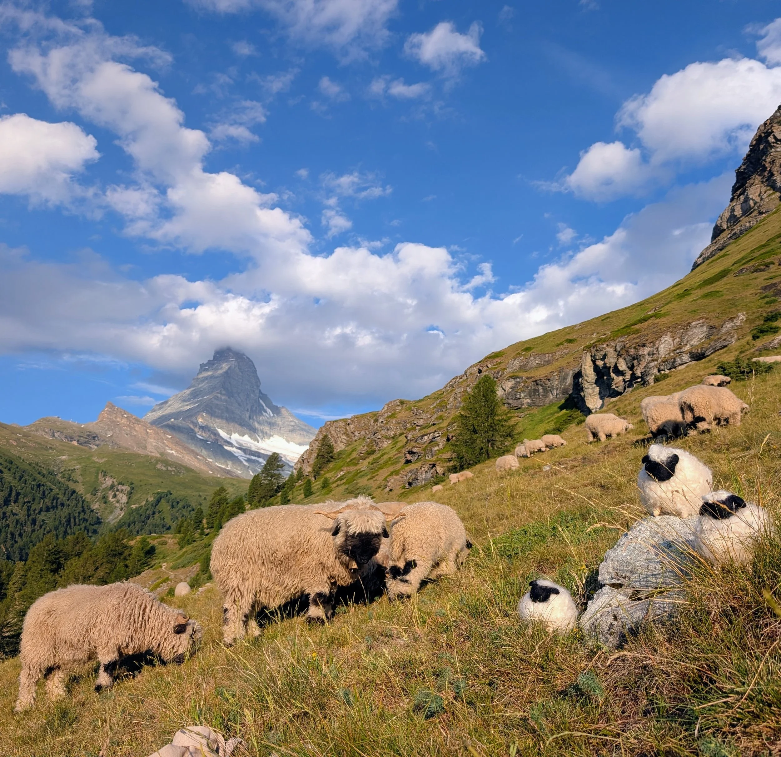 Chubby Sheep Pirates by Zermatt Light