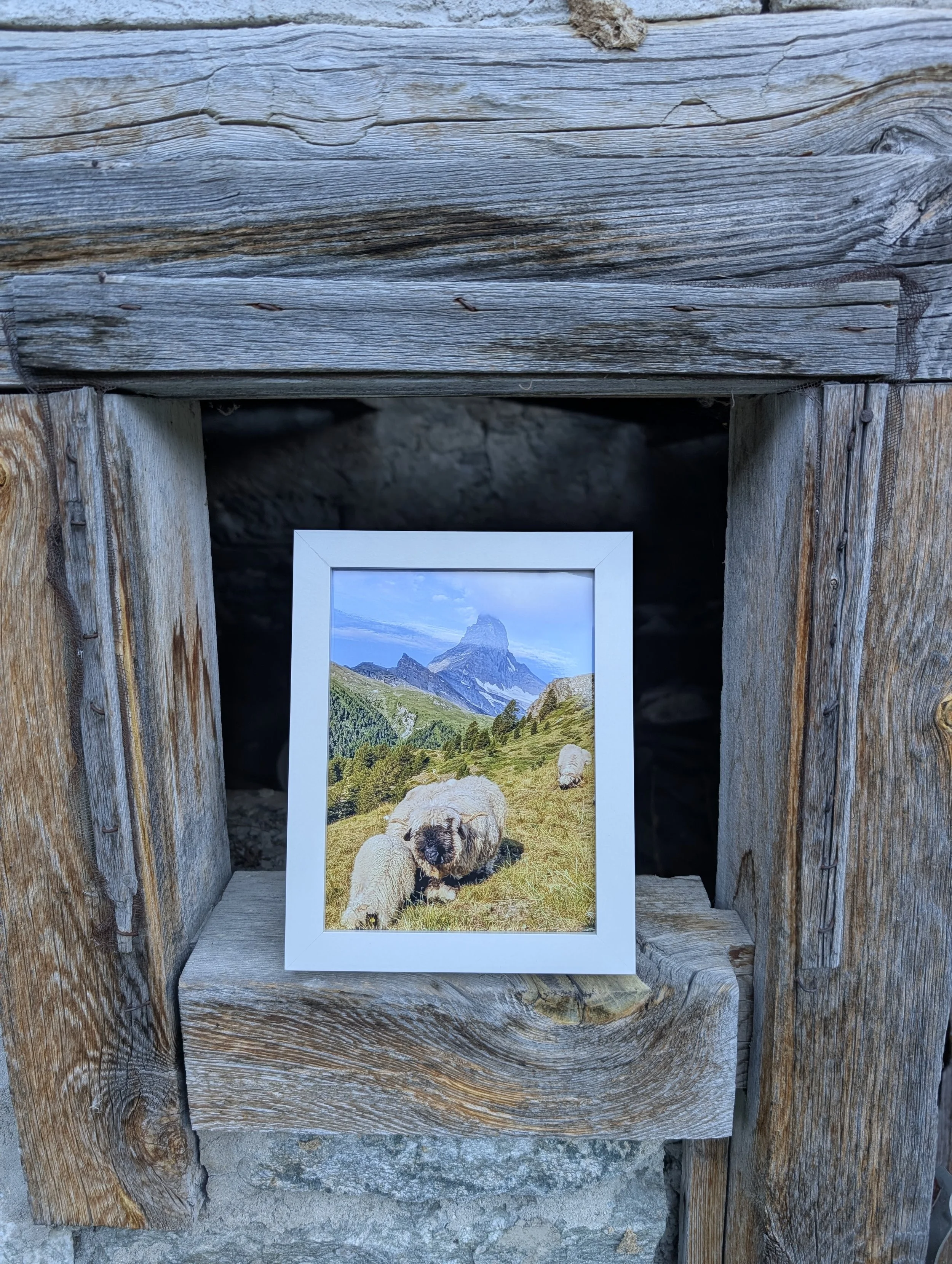 The Cutest Residents of Zermatt