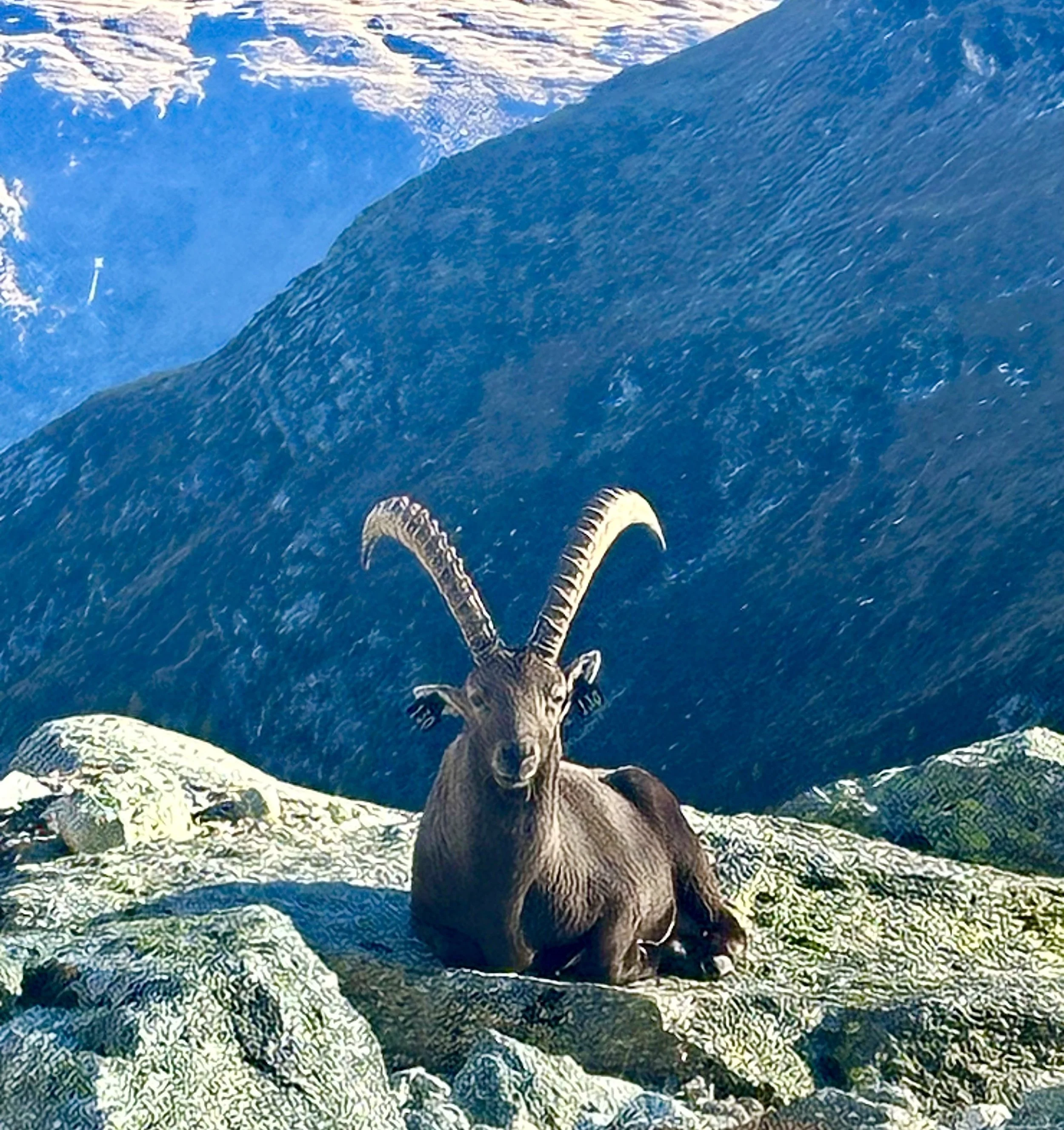 An alpine ibex sitting on rocks with snow-capped peaks in the background and a deep blue sky in Zermatt.