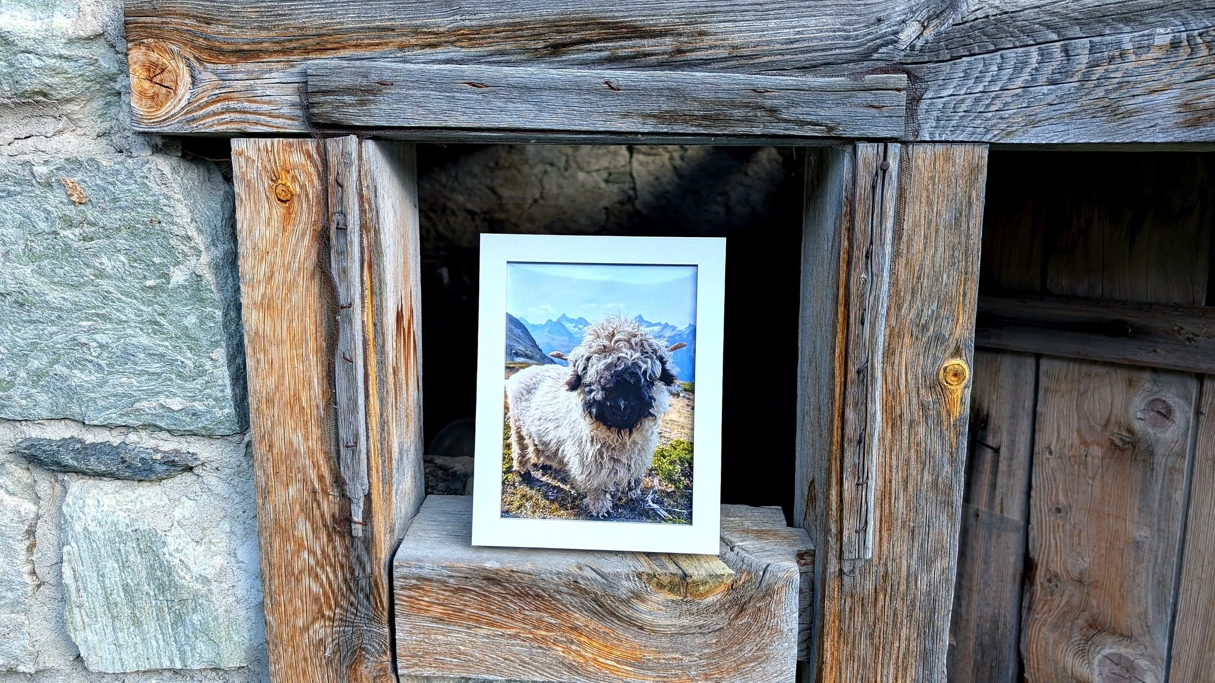 The Cutest Residents of Zermatt