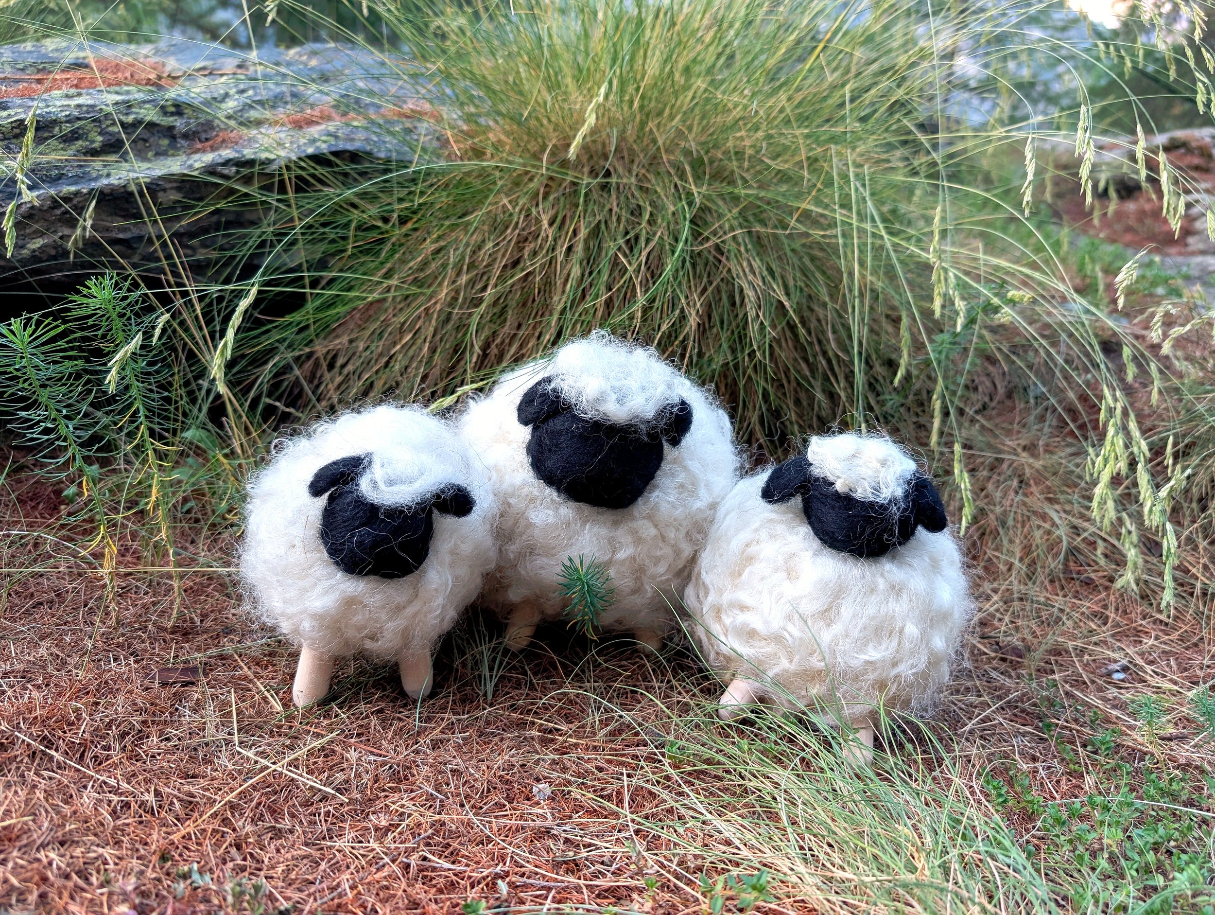 sheep_3_enhanced.jpg