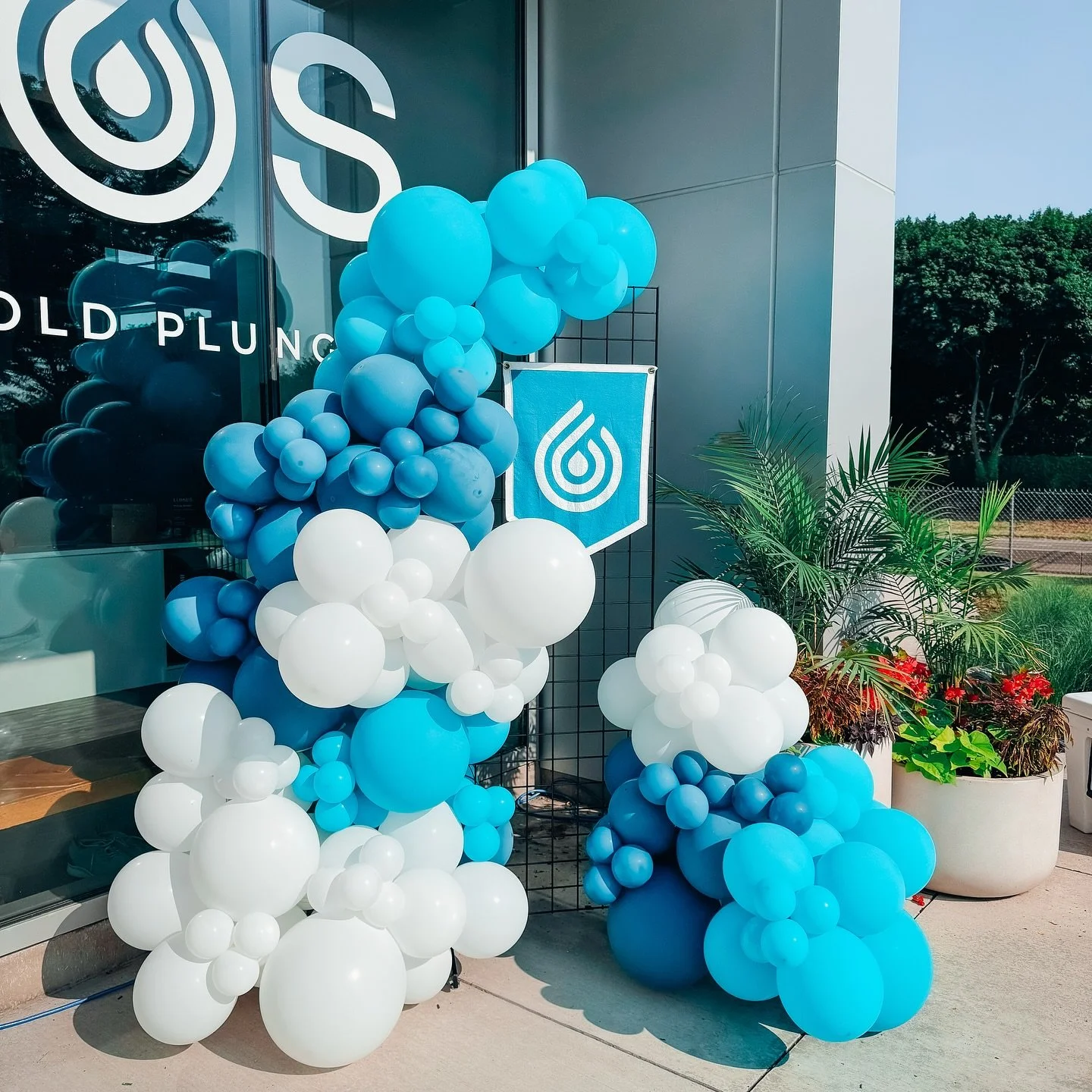 Blue and white balloons arranged outside a store with a logo and a sign that says 'OLD PLUM.' There is a potted plant beside the display.