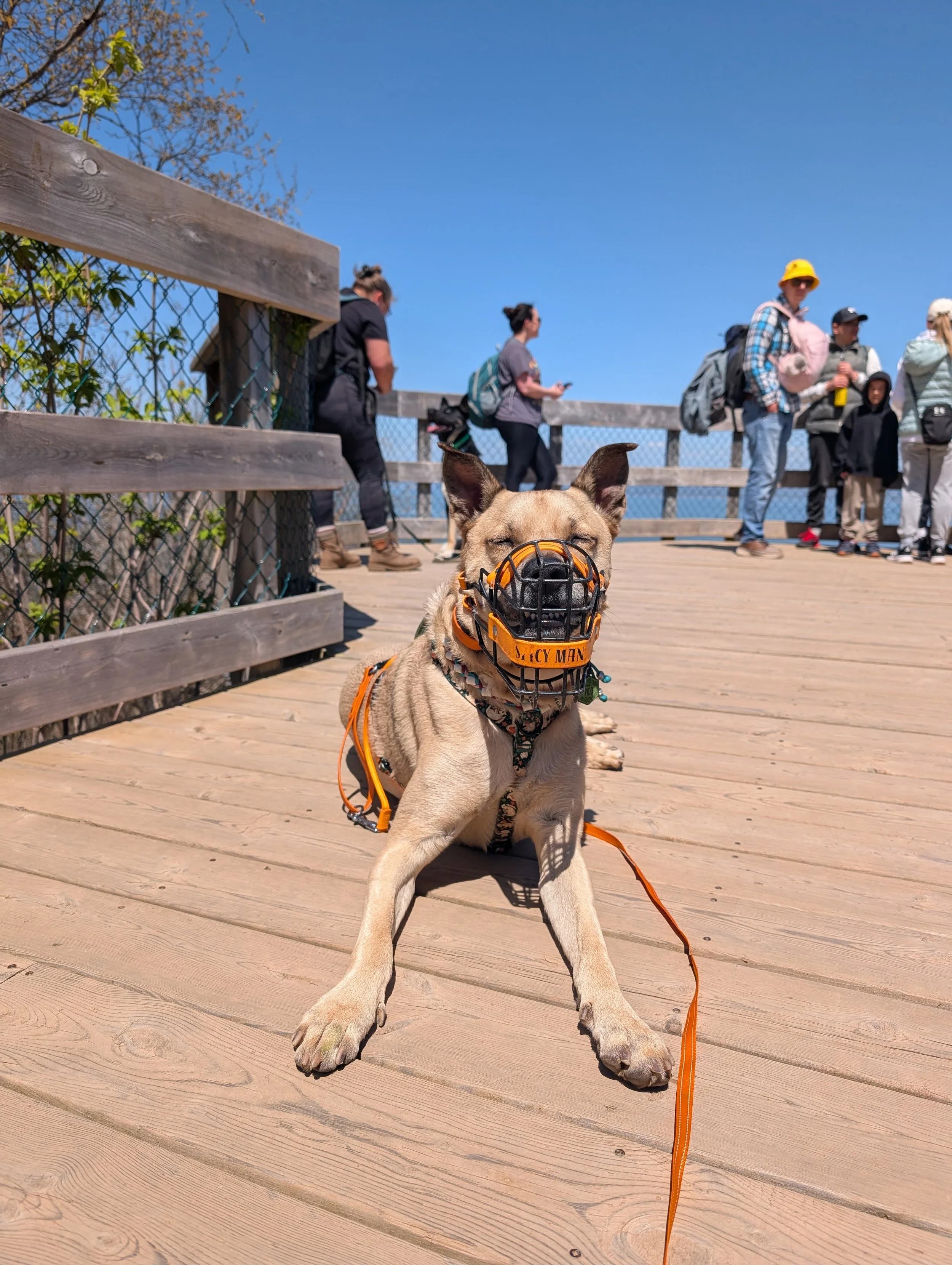 A dog with a muzzle labeled 'spicy man', sitting on a wooden deck with a group of people in the background, under a clear blue sky.