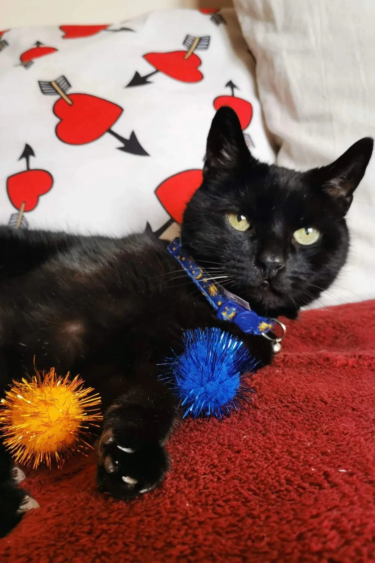 A black cat lying on a red blanket with colorful spiky balls in front of it, a pillow with hearts pierced by arrows, and pillows in the background.