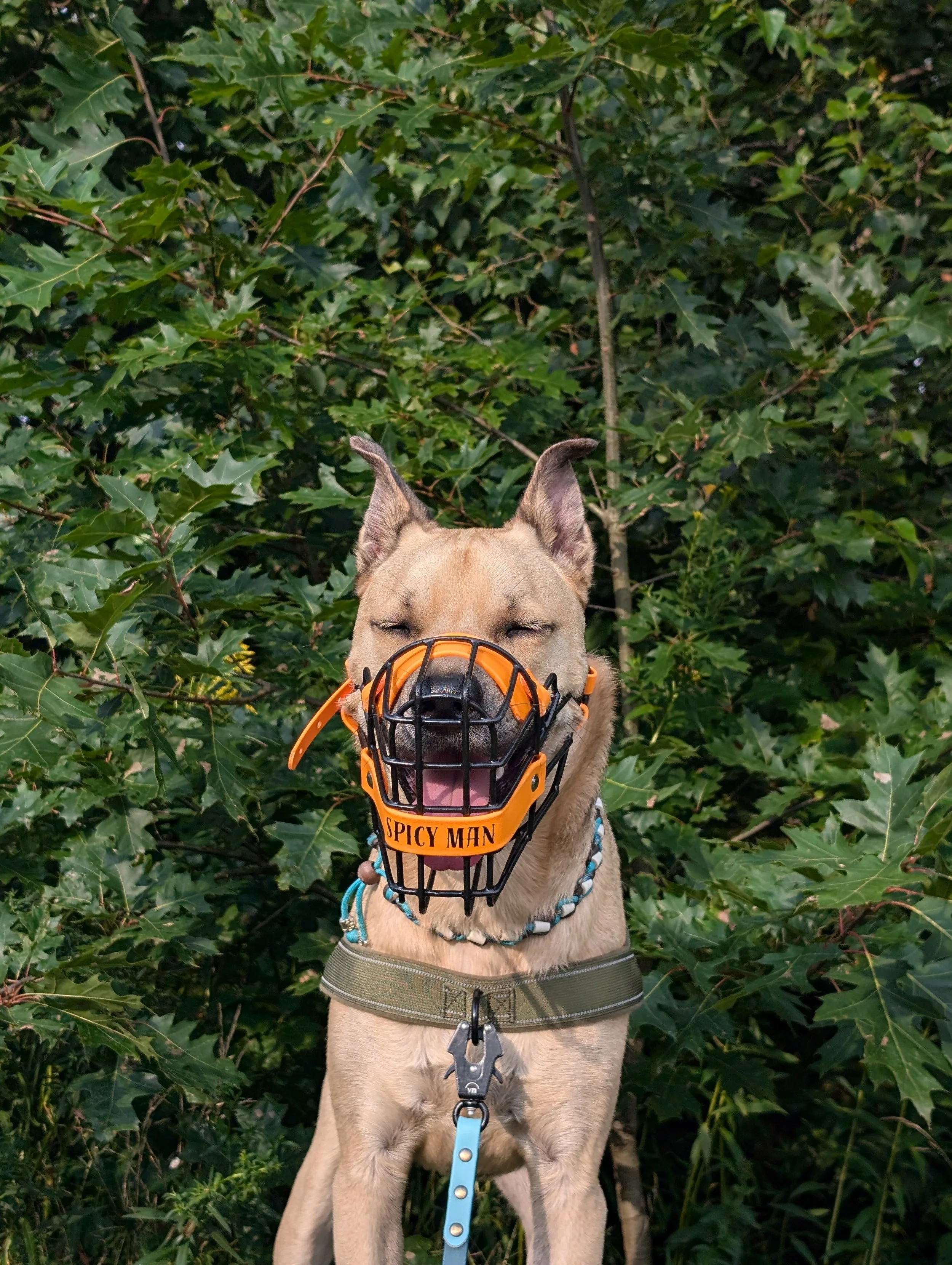 A dog with closed eyes wearing a head protector labeled 'Spicy Man' and a harness, standing outdoors in front of dense green foliage.