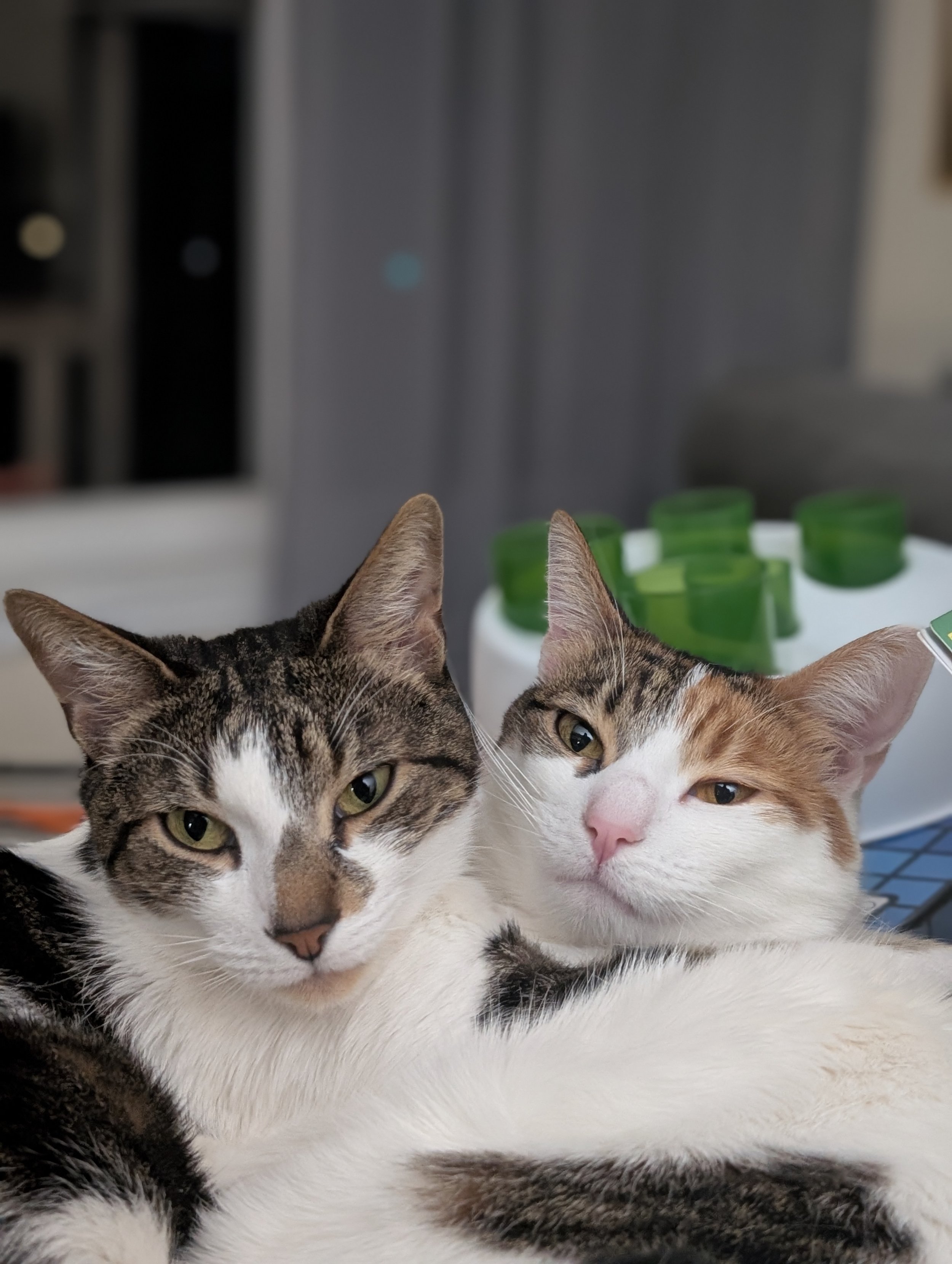 Two cats lying close together indoors, with a blurred background.
