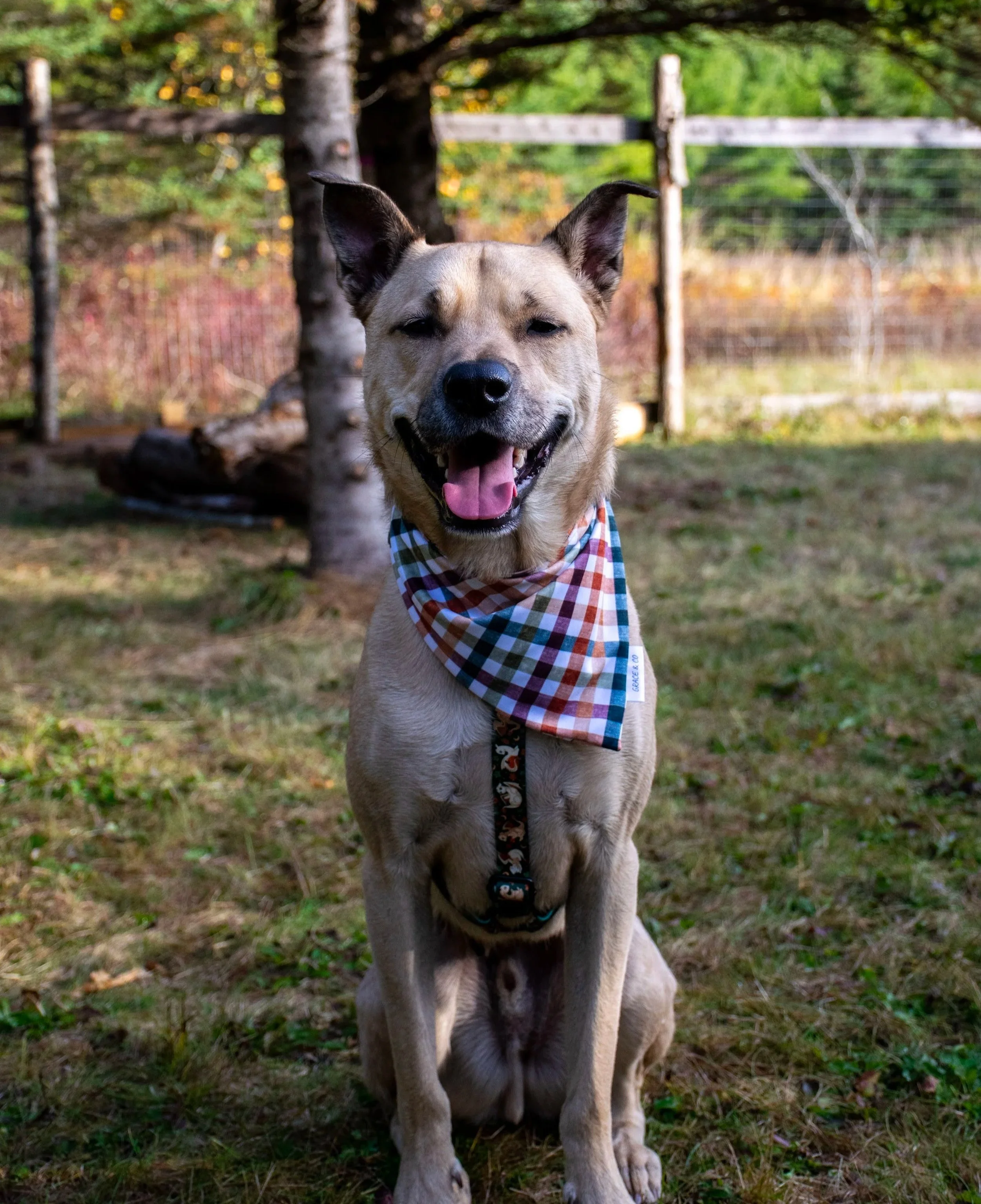A smiling dog with a light brown coat and dark markings on its face, wearing a colorful plaid bandana, sitting outdoors in a grassy area with a fence and trees in the background.