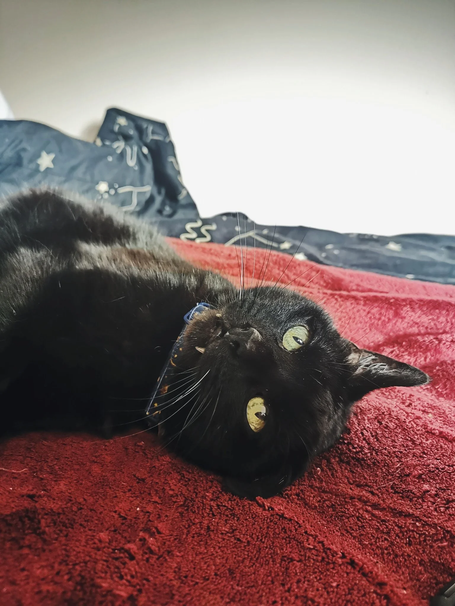 Black cat lying on red carpet, looking up, with yellow eyes and a blue collar.