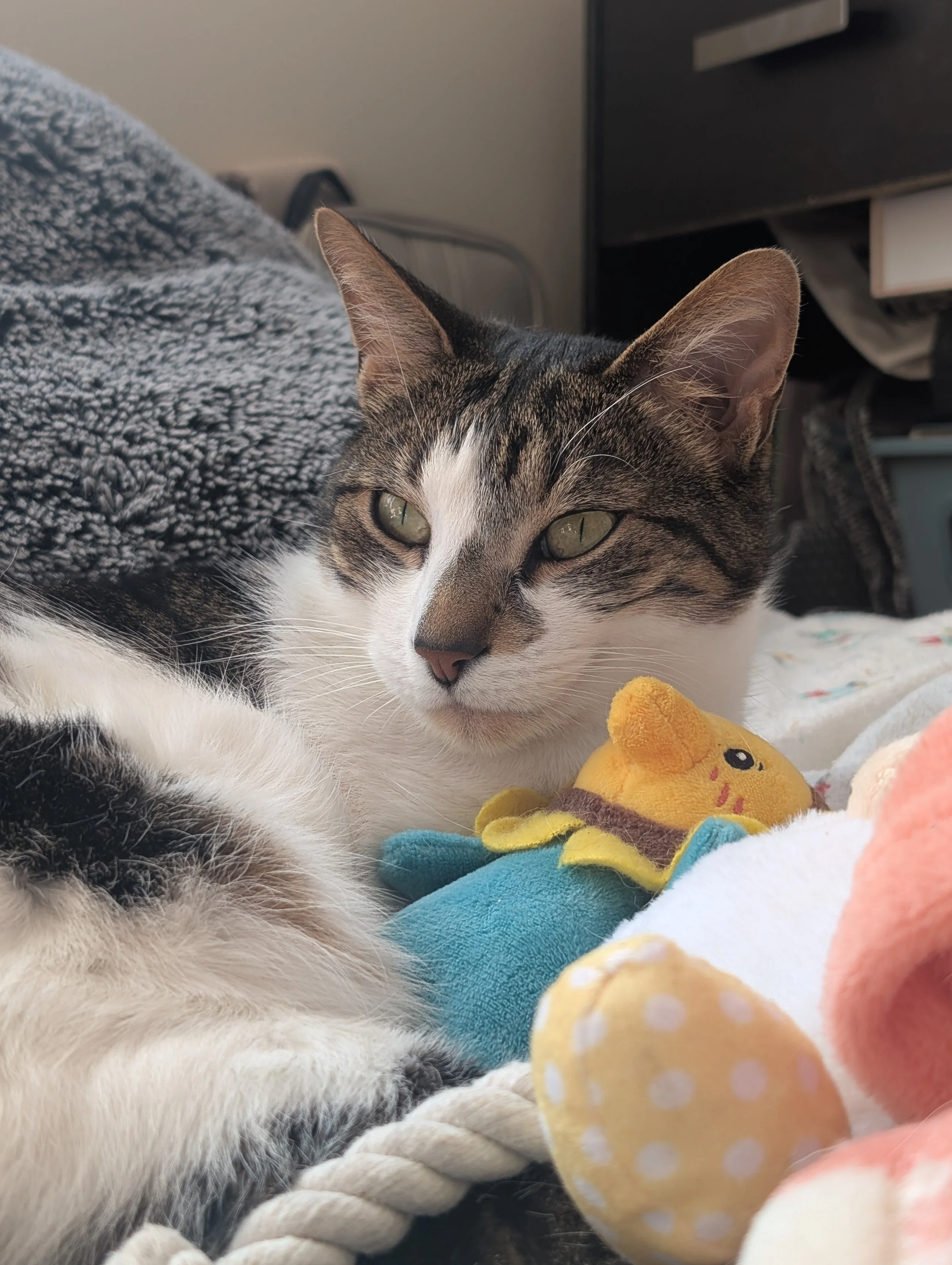 A close-up photo of a tabby cat lying down with light green eyes, surrounded by stuffed animals and blankets.