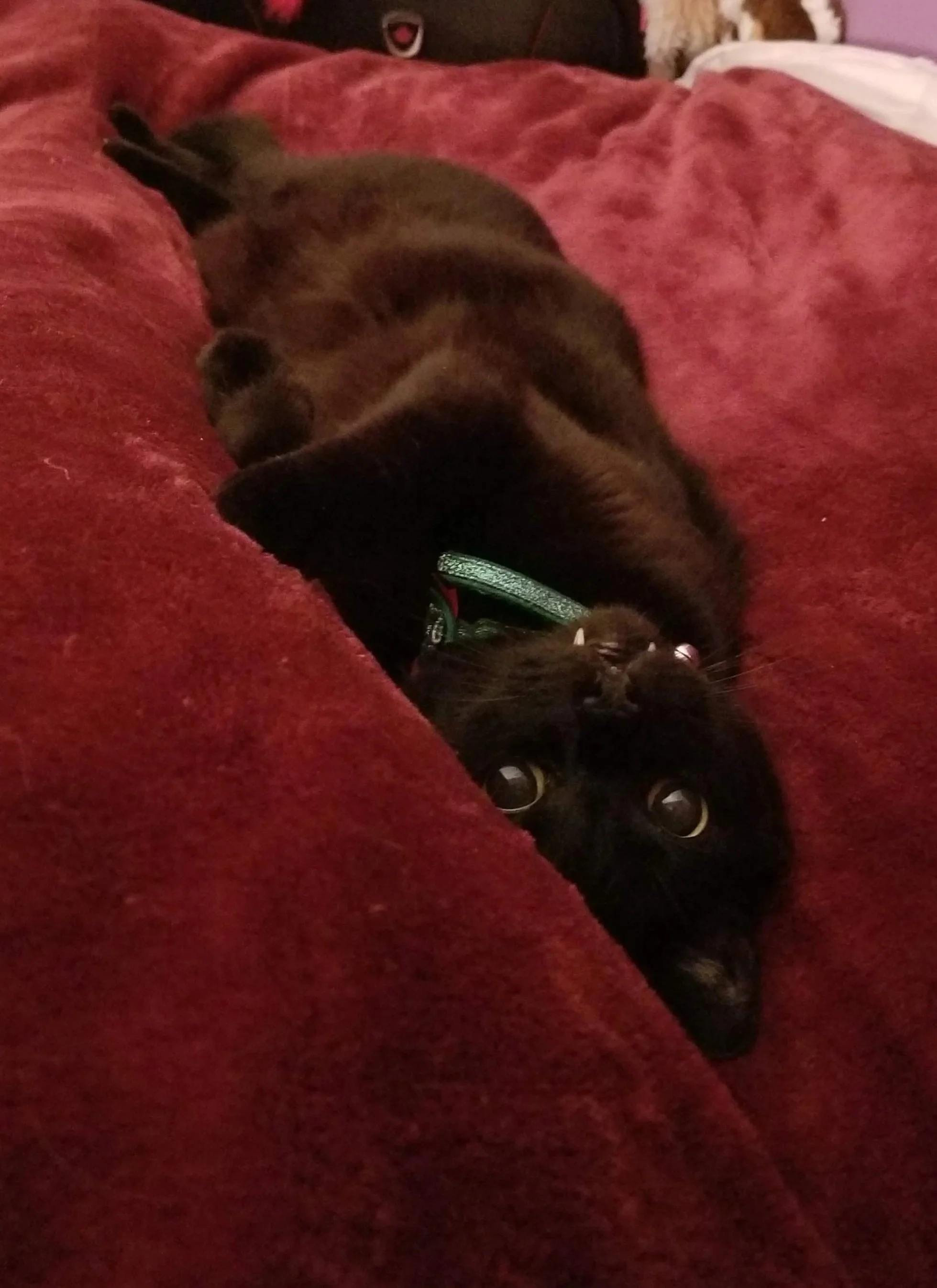 A small black cat lying on a red blanket with its eyes opened, staring up at the camera.