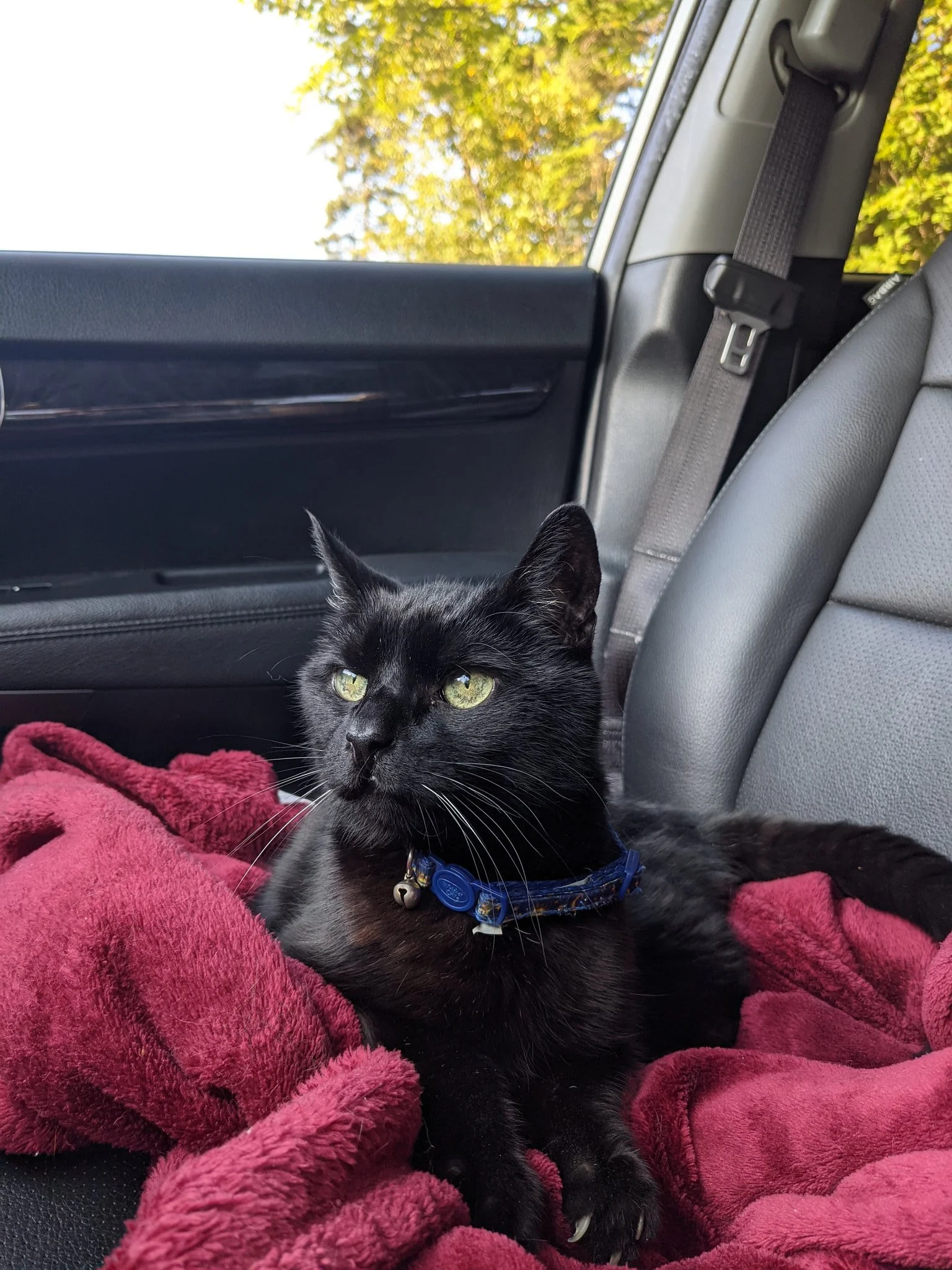 A black cat with yellow-green eyes and a blue collar resting on a red blanket inside a car, with trees visible outside the window.