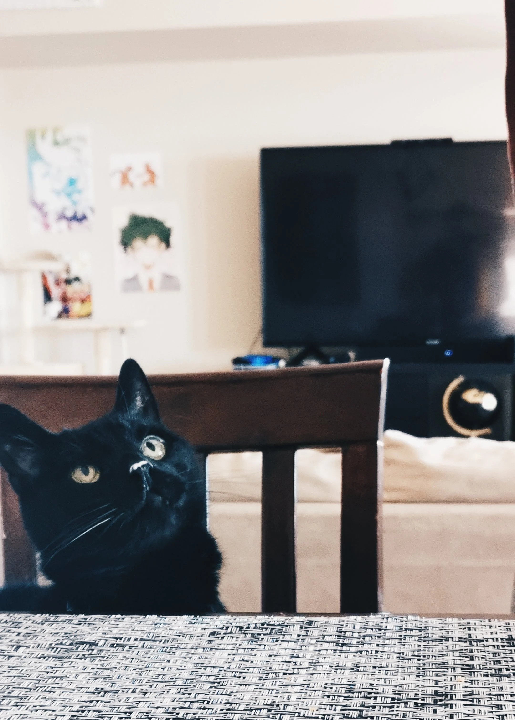 A black cat with yellow eyes looking up, sitting on a table with a checkered cloth. In the background, a television and some posters on the wall are visible.